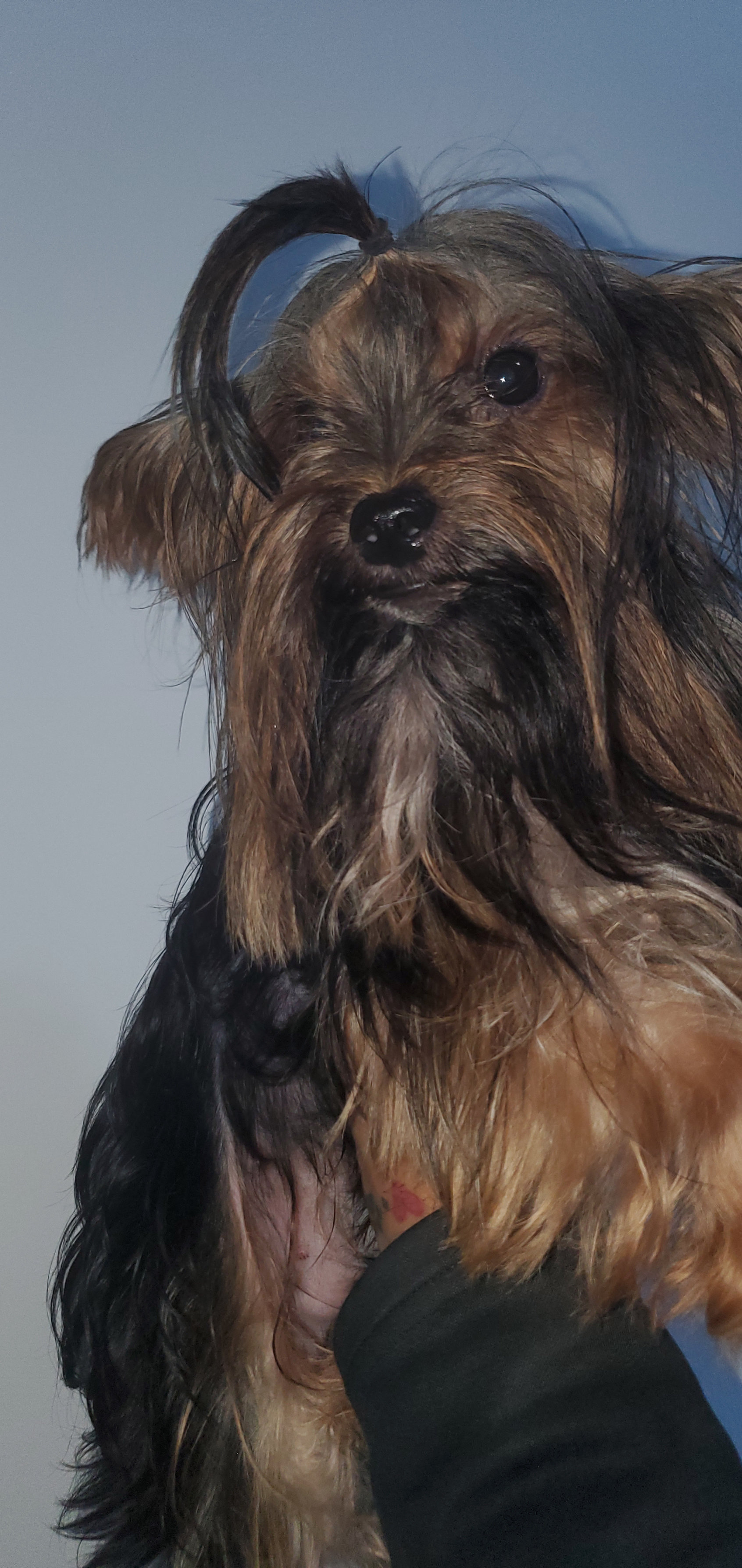 animales y mascotas - yorkie macho disponible para monta en santo domingo  1