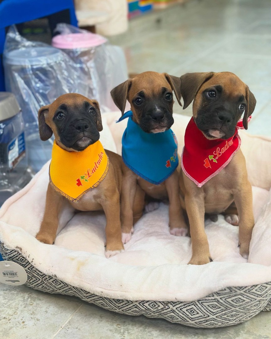 animales y mascotas - Cachorros boxer 4