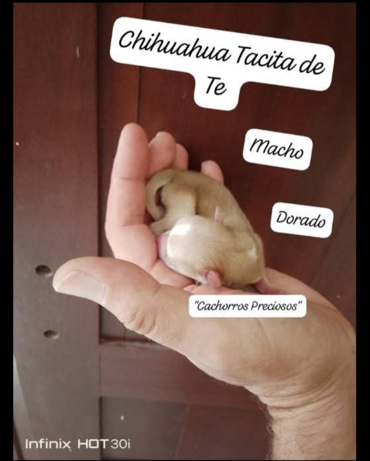 animales y mascotas - Chihuahua Micro/ Tacita de Te / Enanos  1