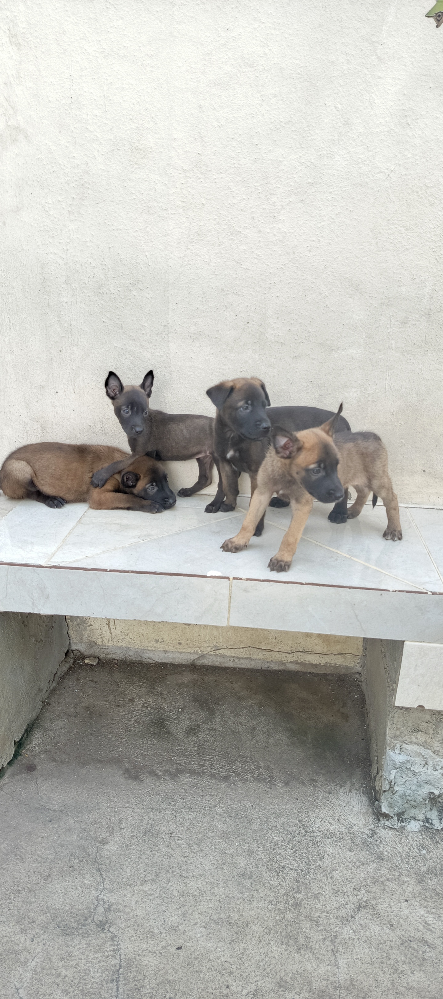 animales y mascotas - Pastor belga malinoa ambos sexo  1