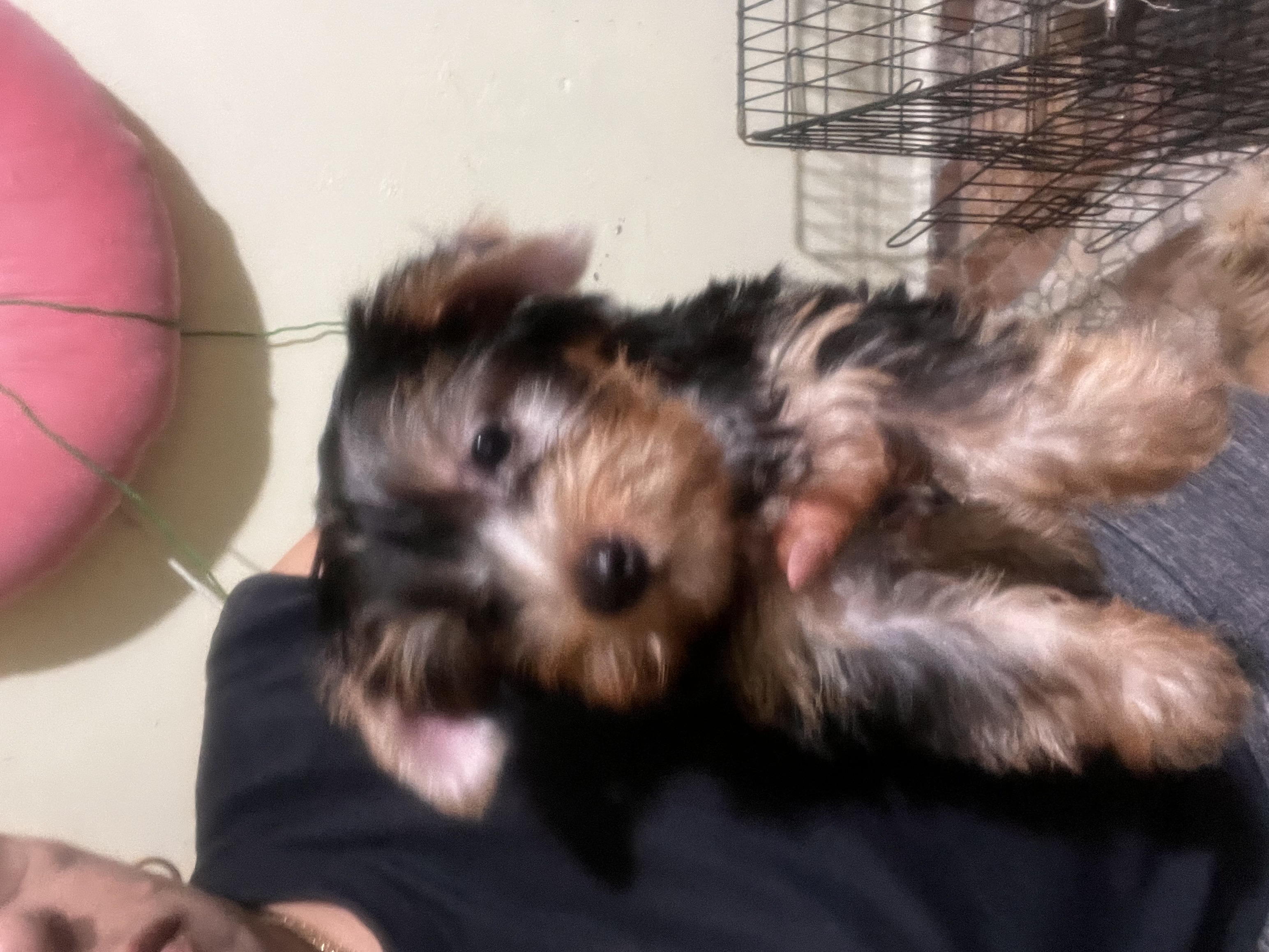 animales y mascotas - Yorki 0