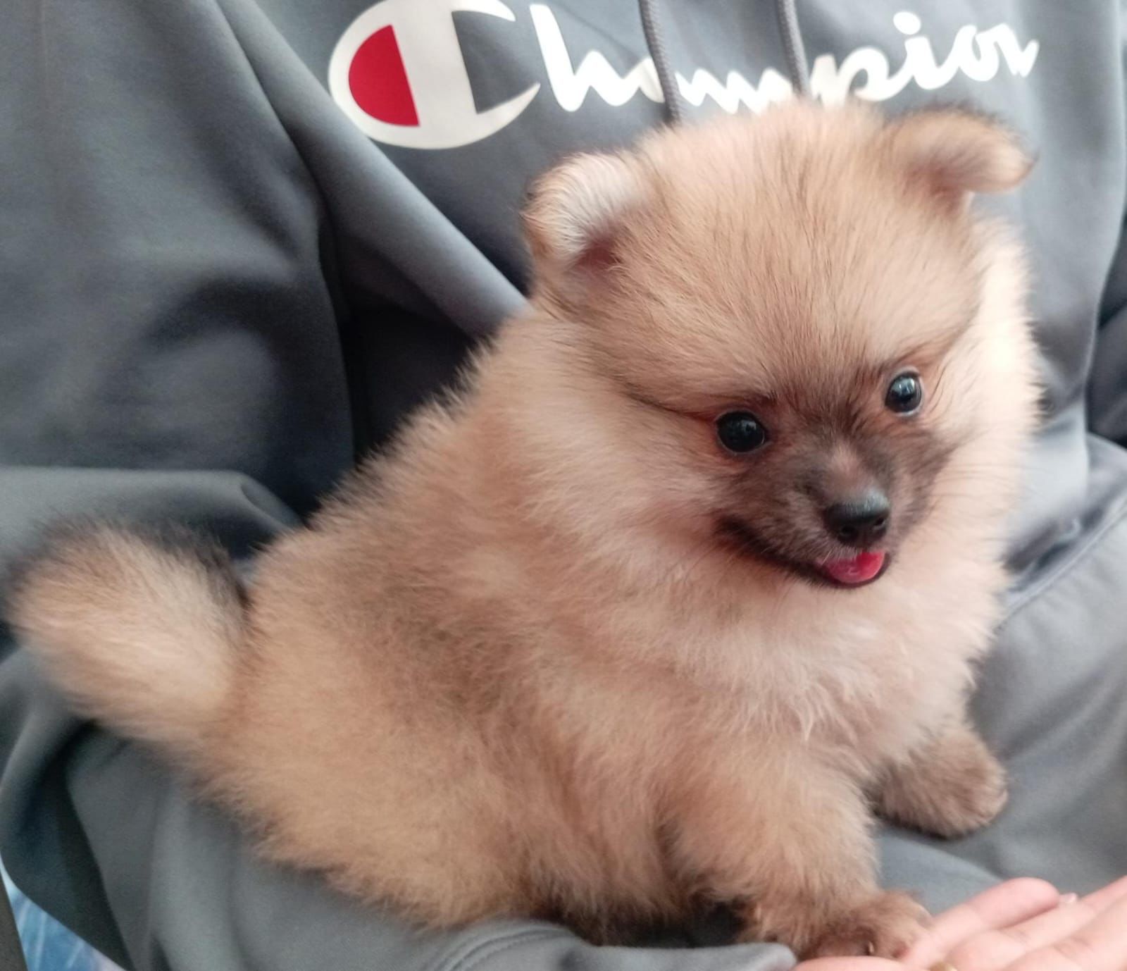 animales y mascotas - Pomerania macho  0