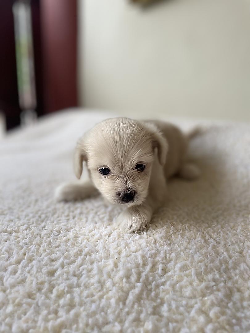 animales y mascotas - Cachorros Chipoo en Venta – 5 Disponibles, ¡Listos para Reservar!  3
