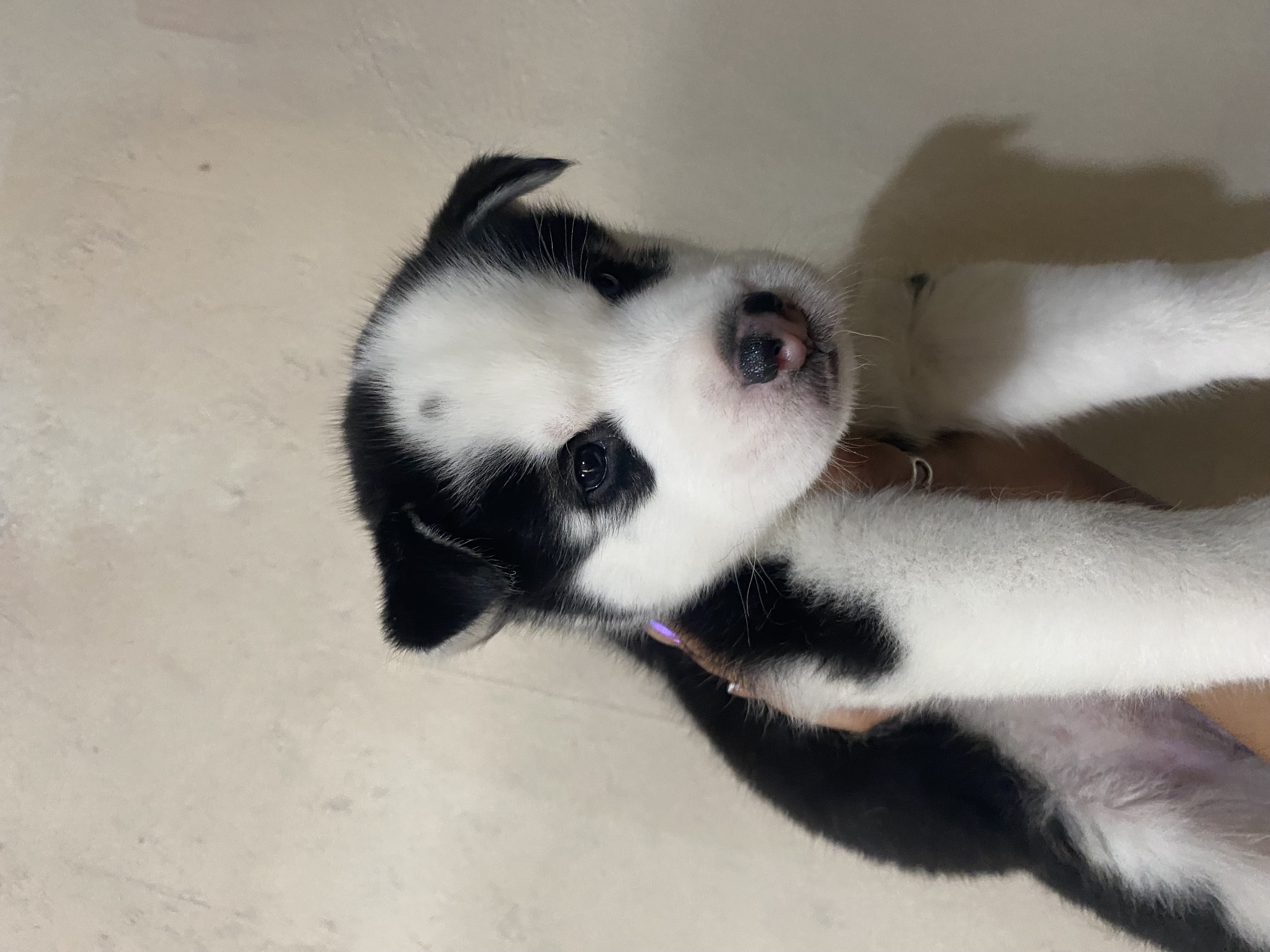 animales y mascotas - husky siberiano  2