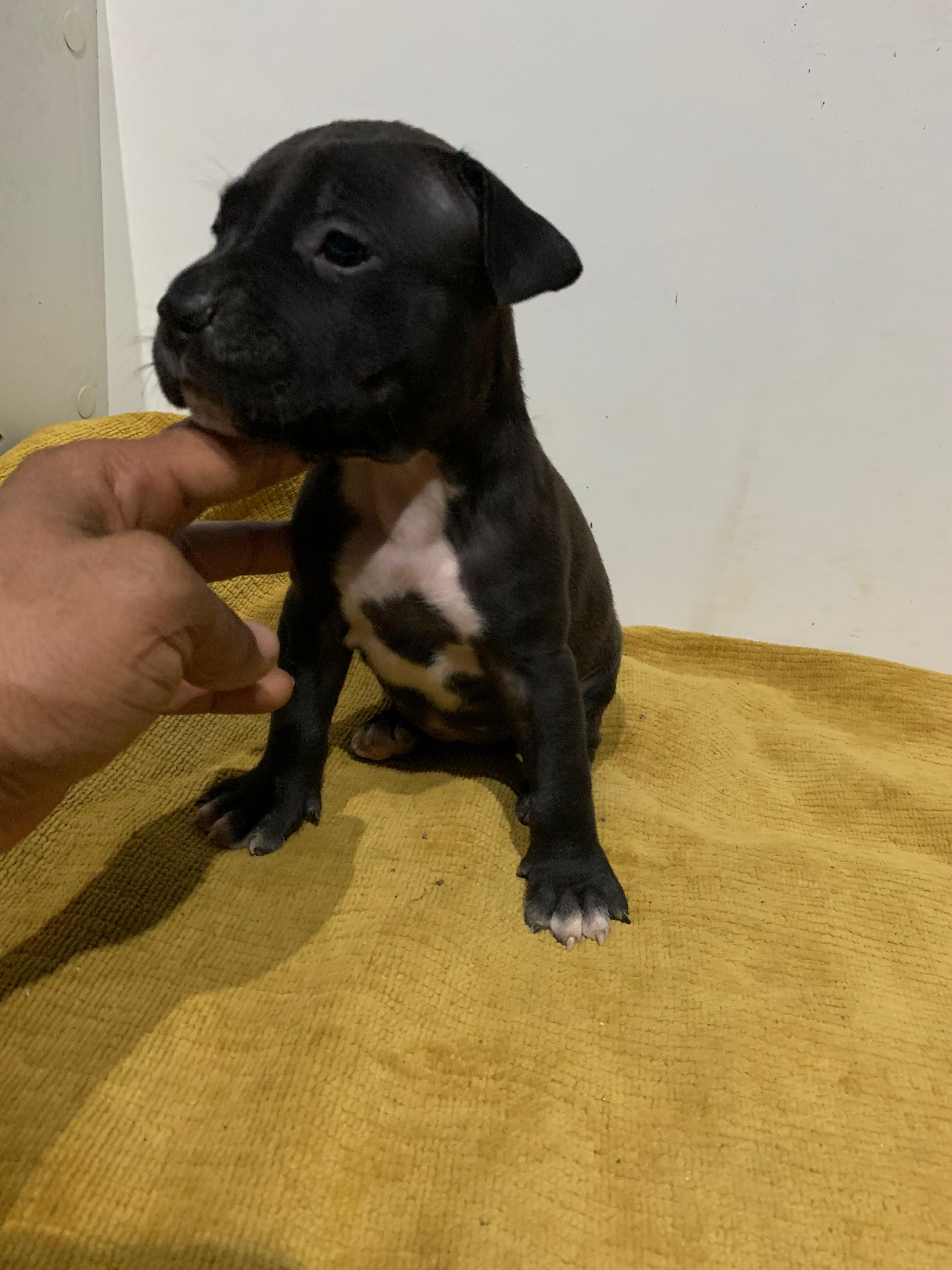 animales y mascotas - Pitbull 1