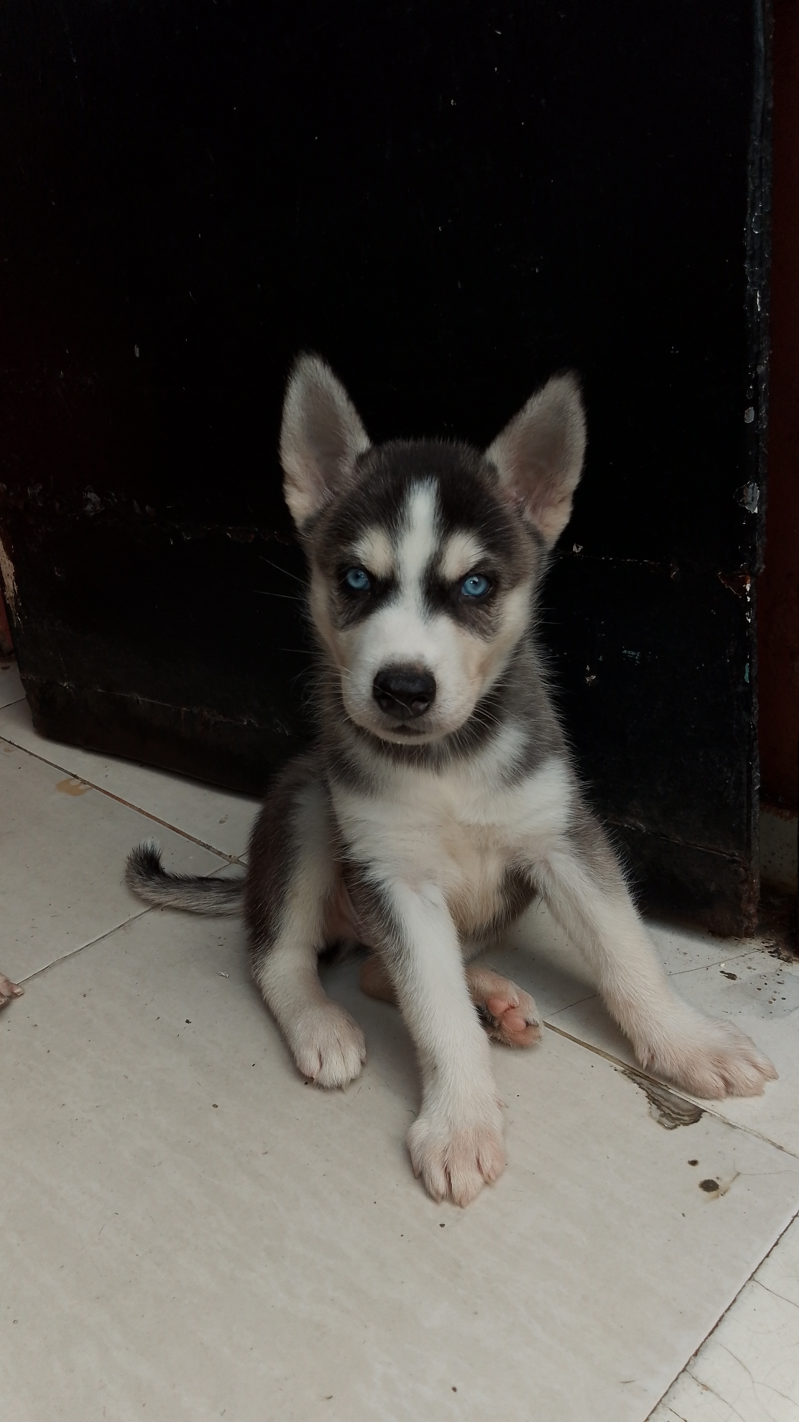 animales y mascotas - se vende cachorro Husky siberiano  0