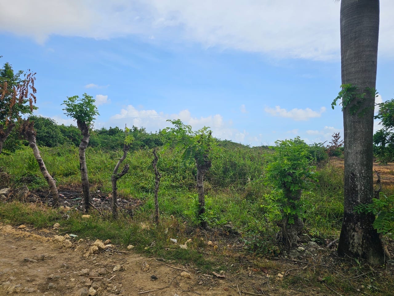 solares y terrenos - Terreno ubicado en el Macao detrás del Hotel Dreams Macao 