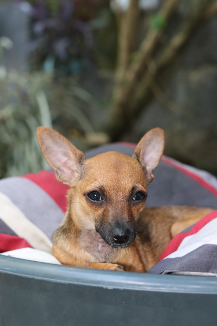 animales y mascotas - Chihuahua hembra en afopcion 0