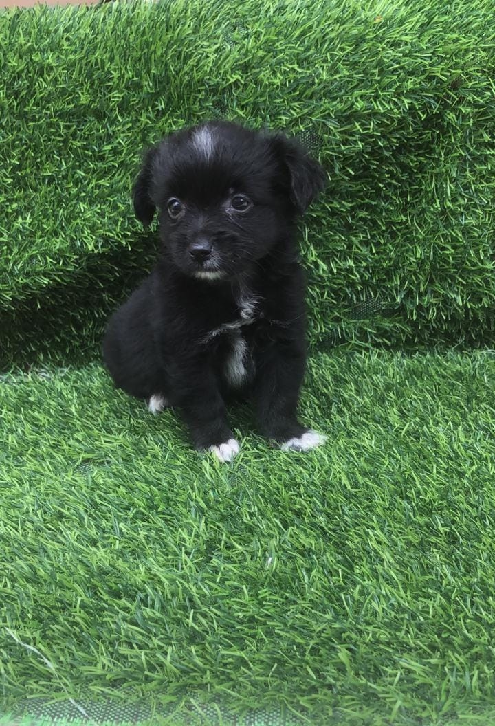 animales y mascotas - Chihuahua con pomerania ambos sexos  0