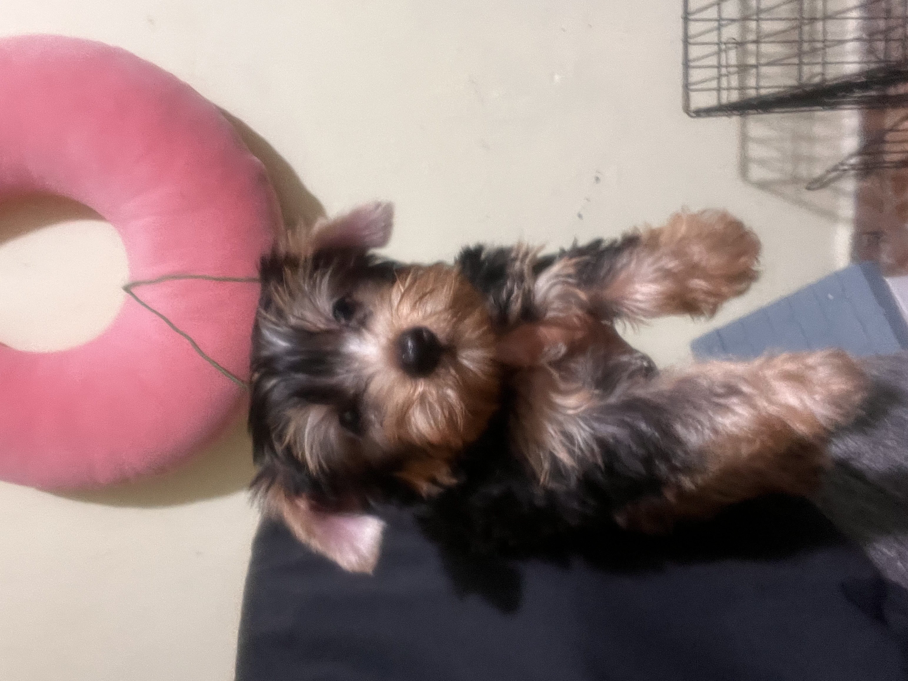 animales y mascotas - Yorki 1