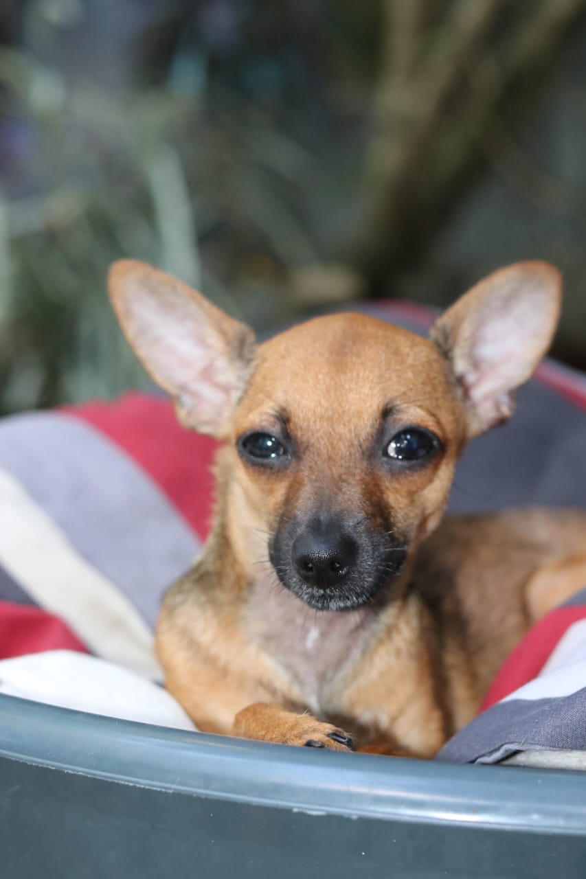animales y mascotas - Chihuahua hembra en afopcion 1