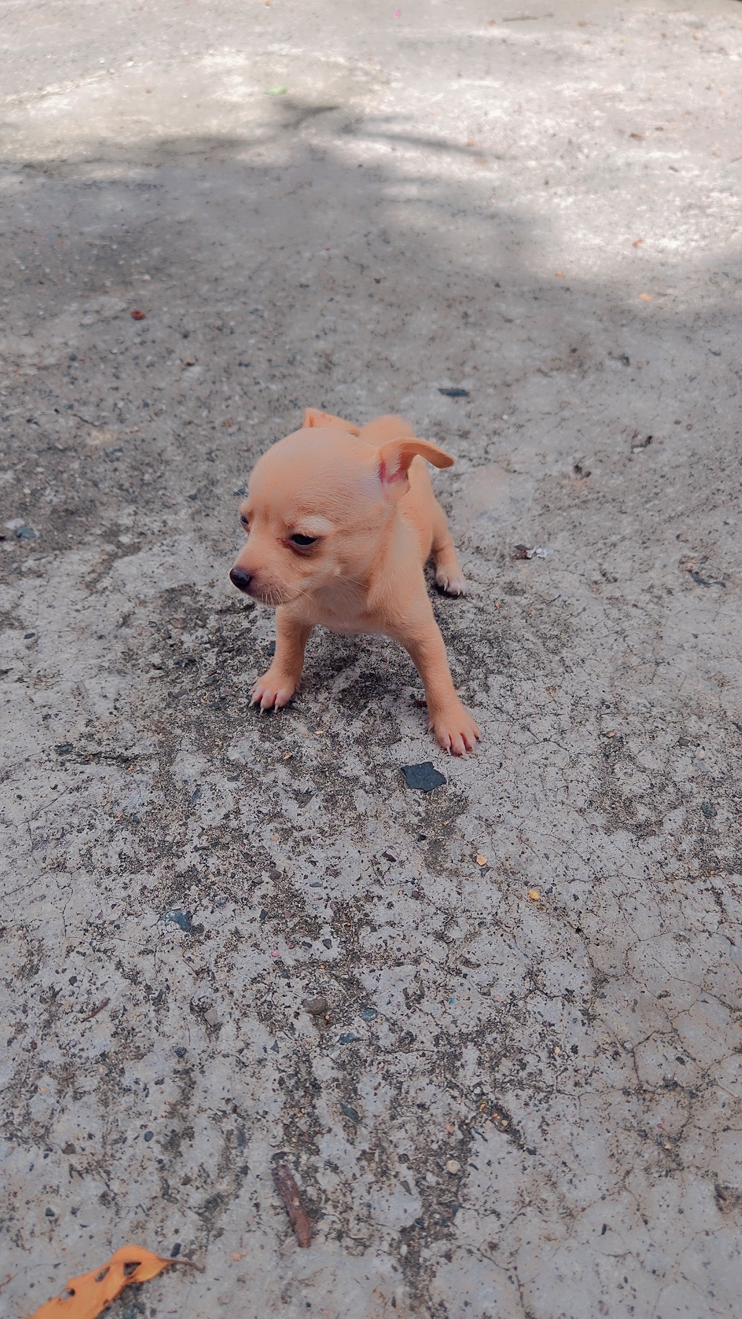 animales y mascotas - Chihuahua #2 recién nacido  0