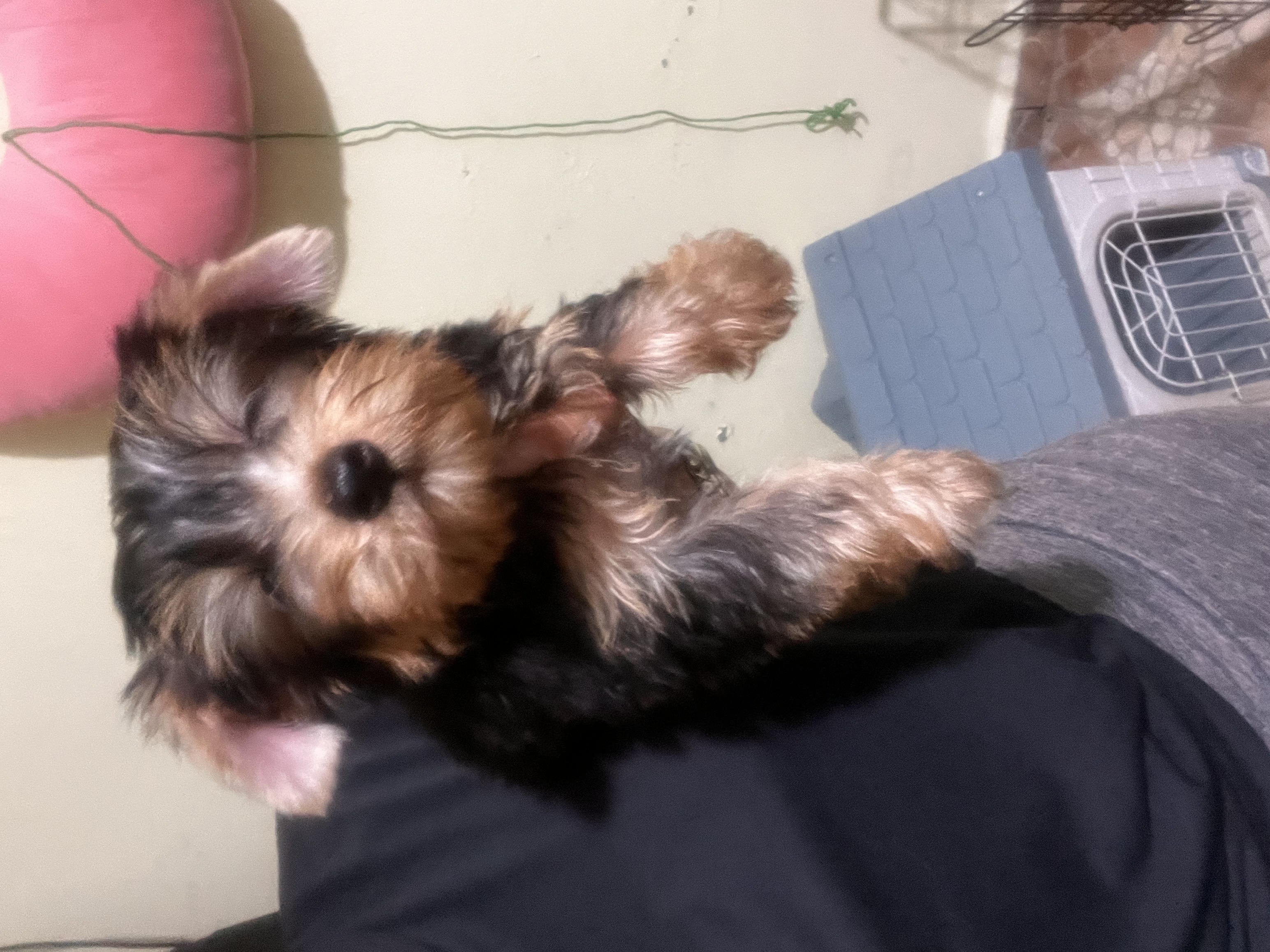 animales y mascotas - Yorki 2