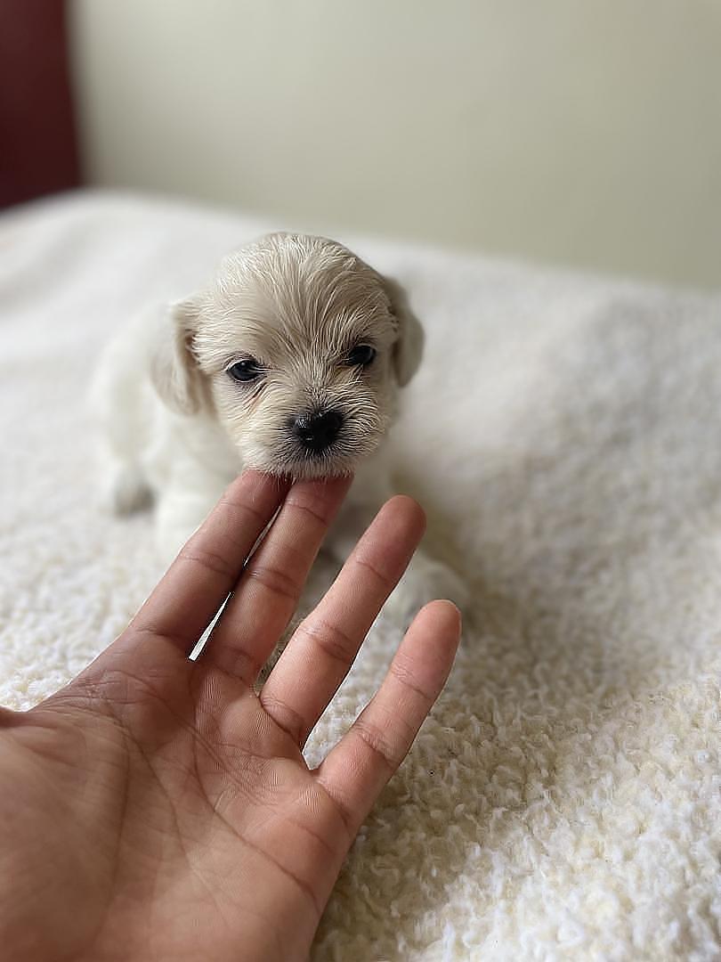 animales y mascotas - Cachorros Chipoo en Venta – 5 Disponibles, ¡Listos para Reservar!  5