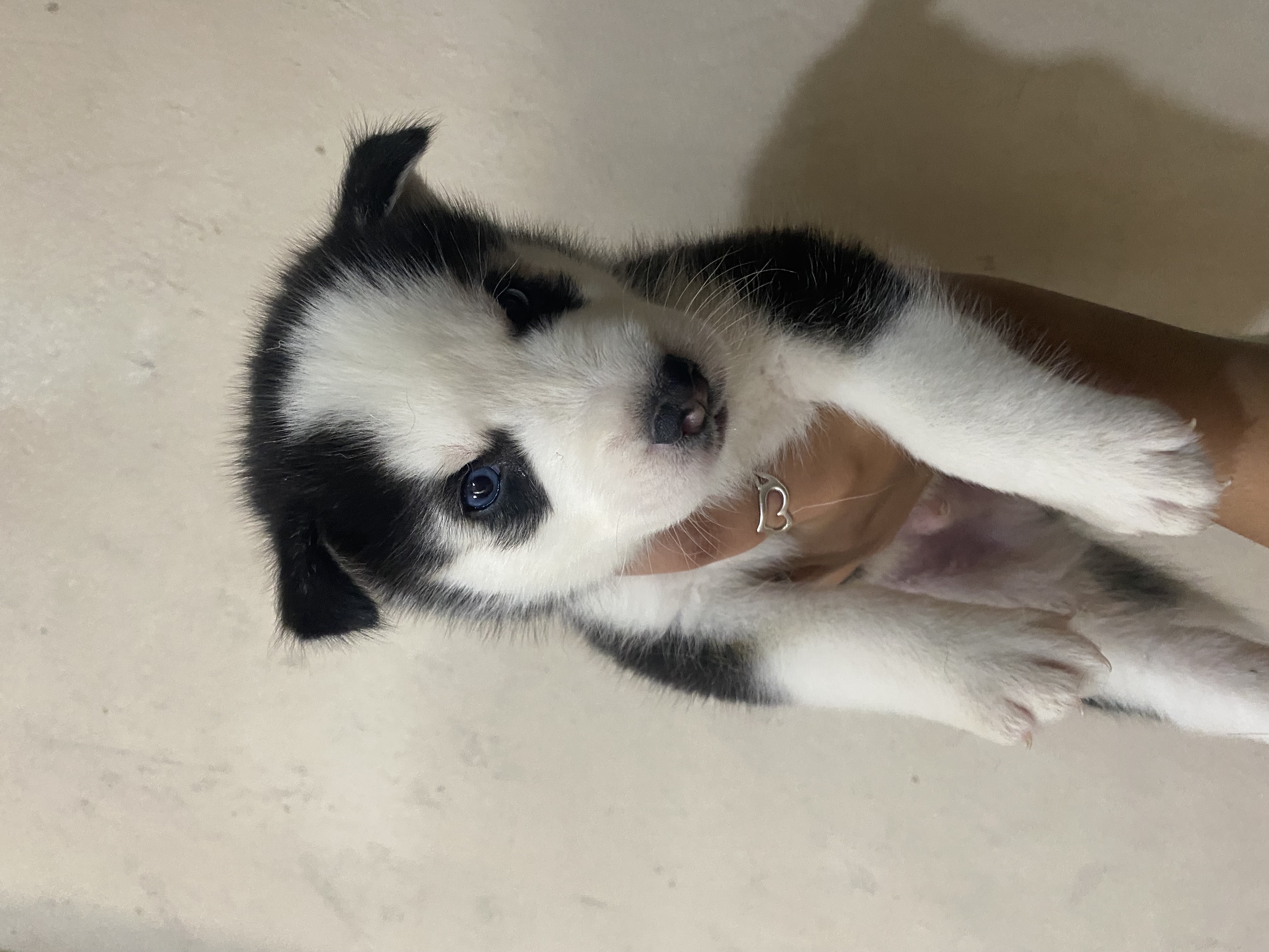 animales y mascotas - husky siberiano  4