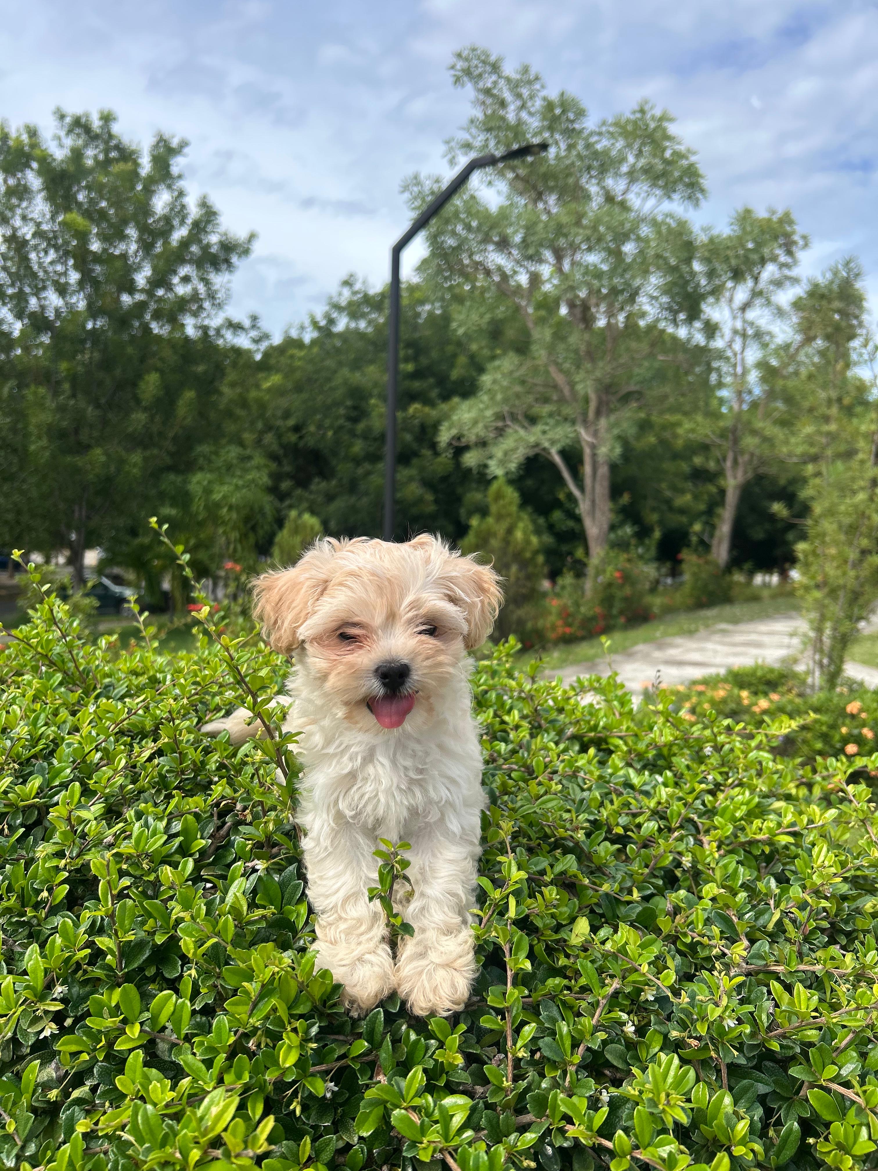 animales y mascotas - Shipoo ambos sexos 