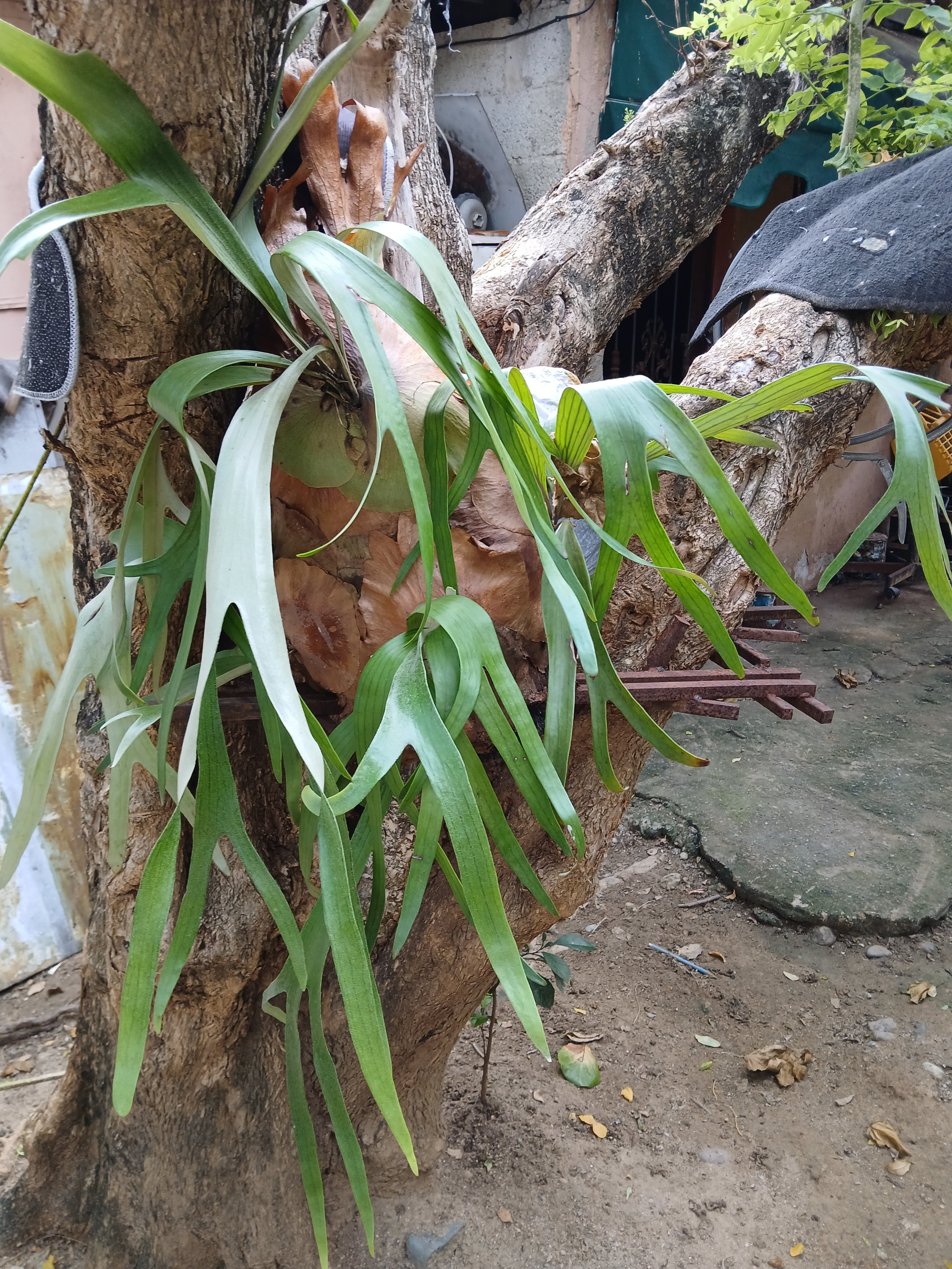 herramientas, jardines y exterior - planta cuerno de alce o venado  0