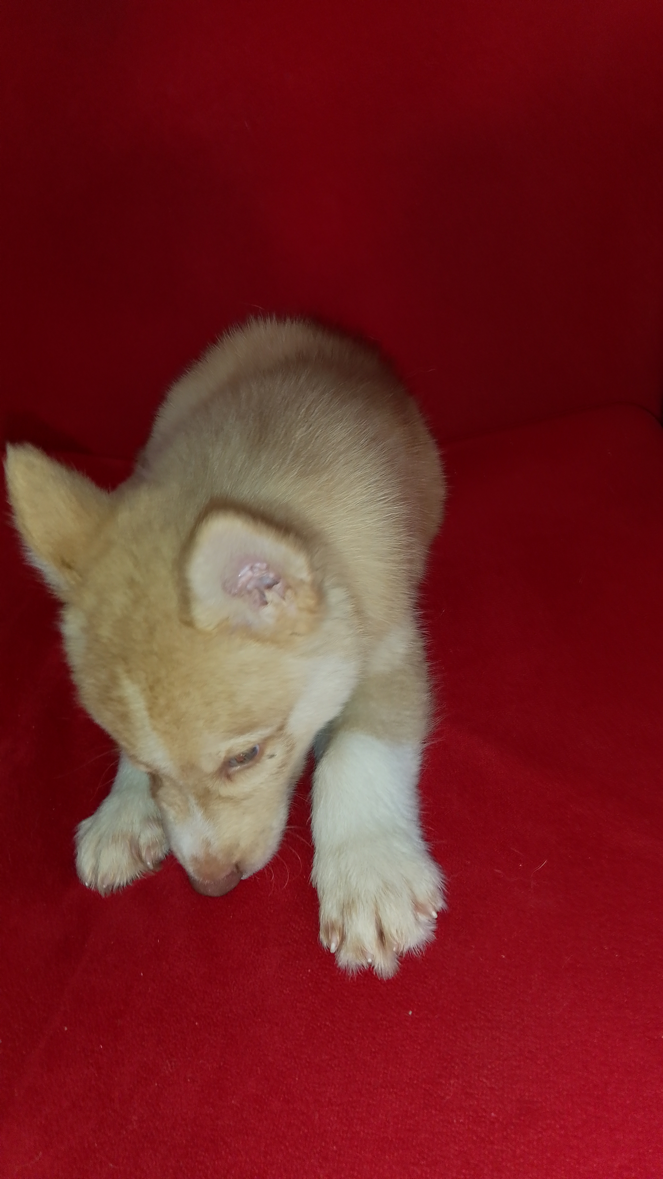 animales y mascotas - se vende cachorro Husky siberiano  2