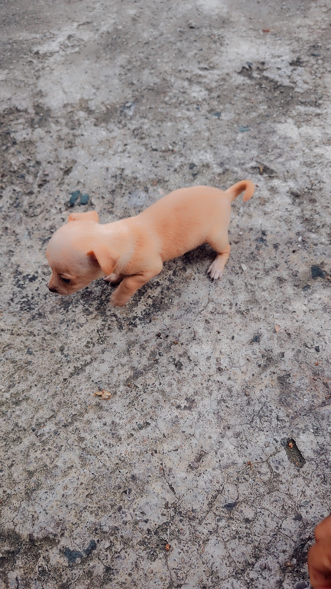 animales y mascotas - Chihuahua #2 recién nacido  1