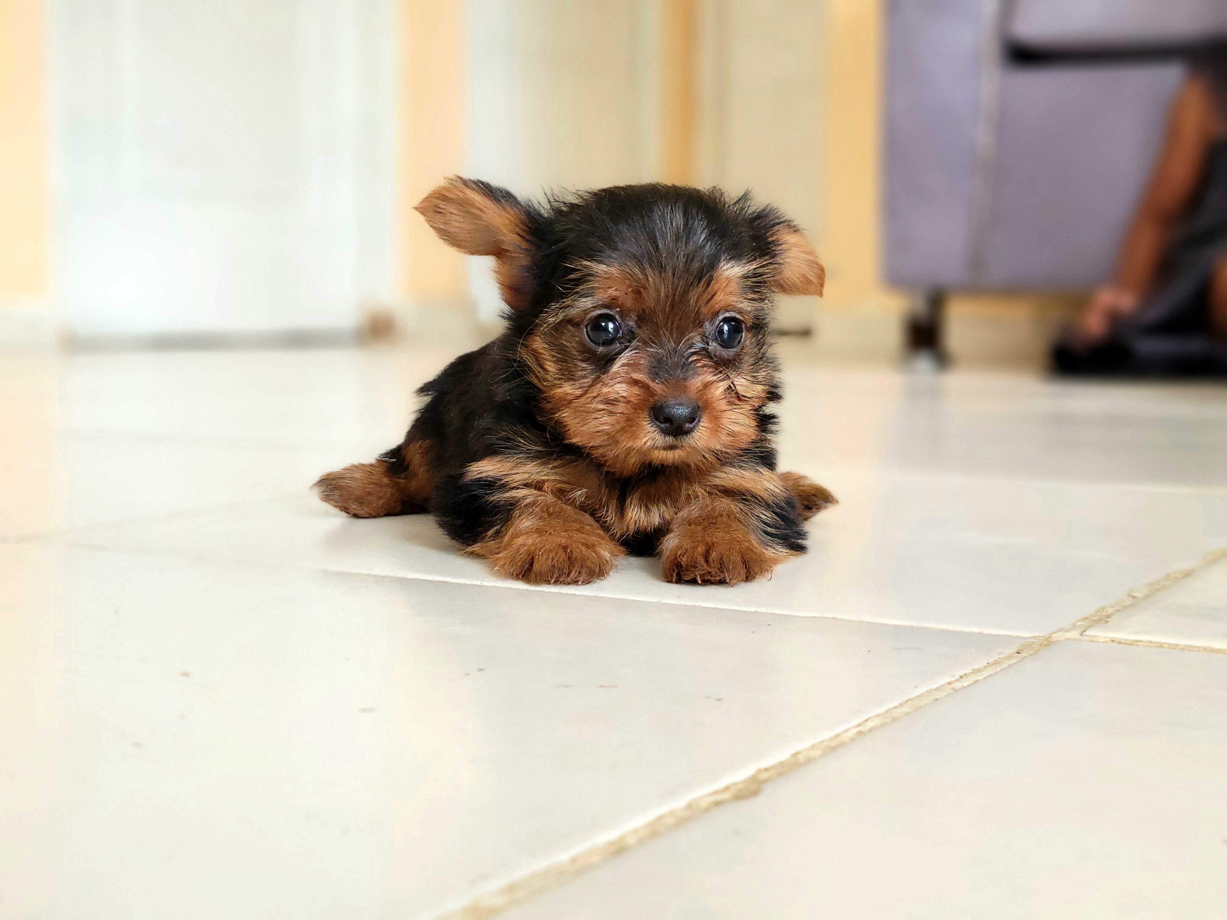 animales y mascotas - yorkie hembra  0