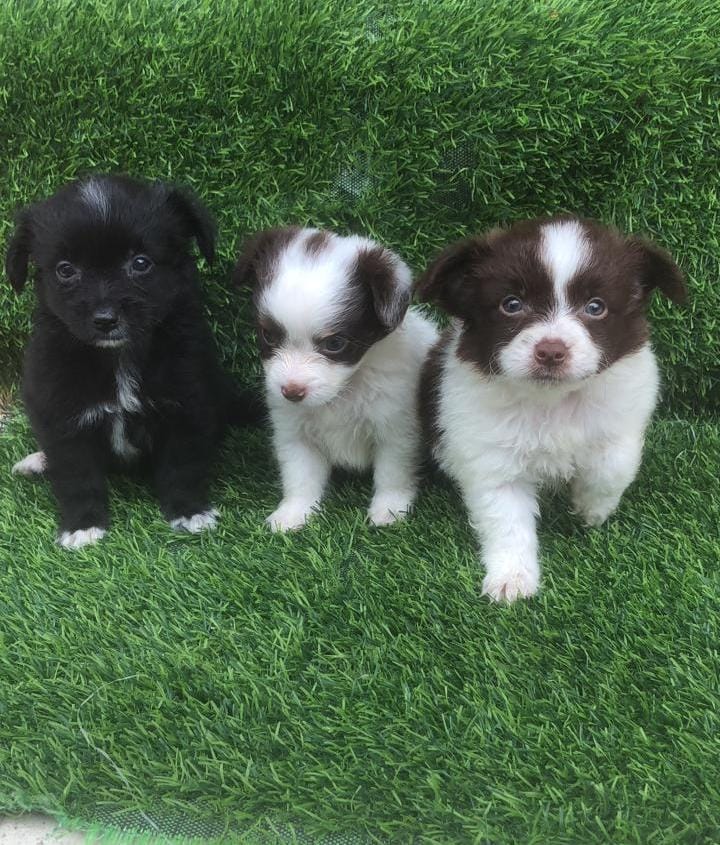 animales y mascotas - Chihuahua con pomerania ambos sexos  0