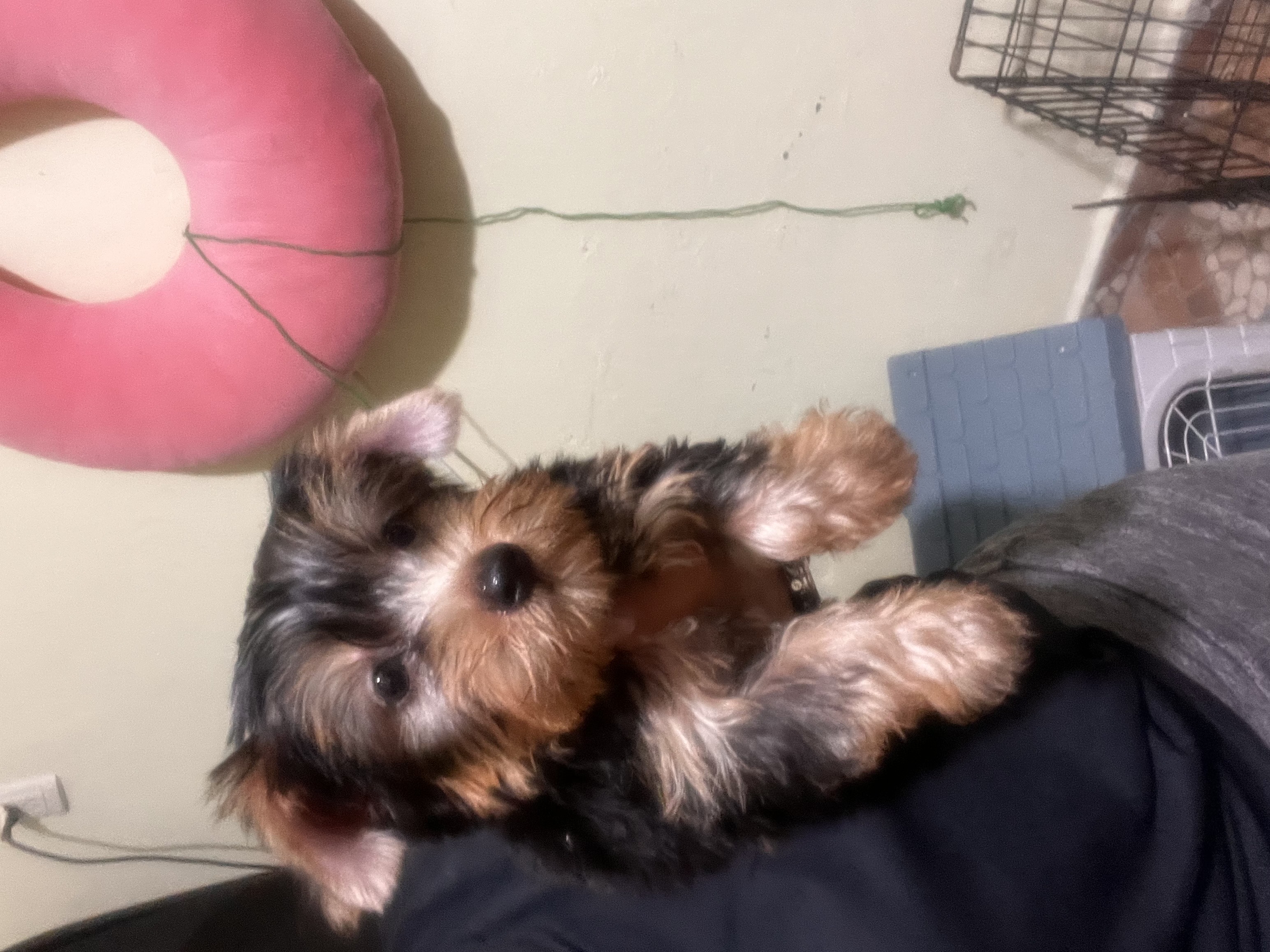 animales y mascotas - Yorki 3