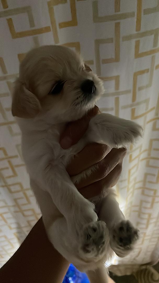 animales y mascotas - Cachorros Chipoo en Venta – 5 Disponibles, ¡Listos para Reservar!  6