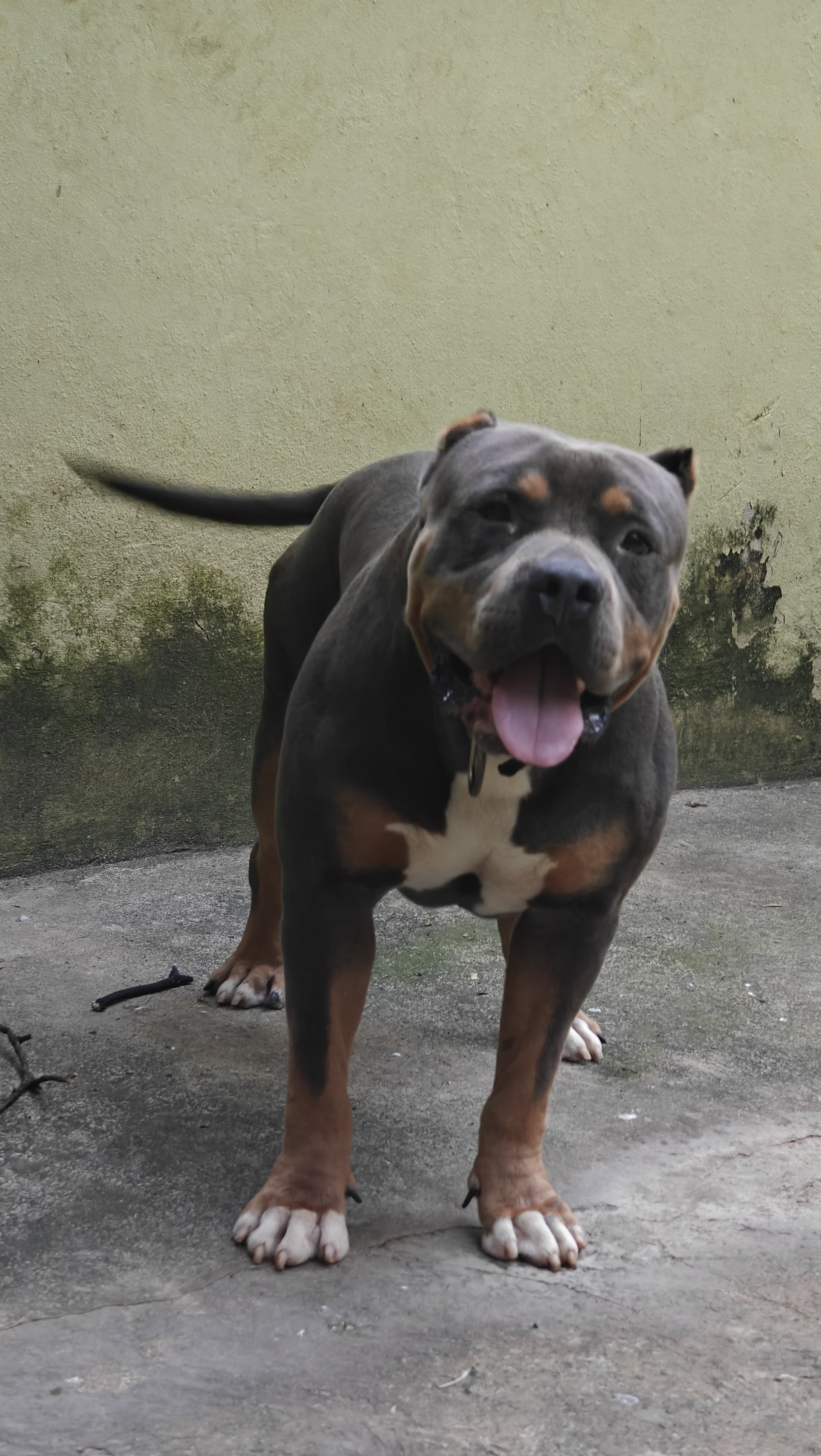 animales y mascotas - PARA MONTA TRICOLOR 4