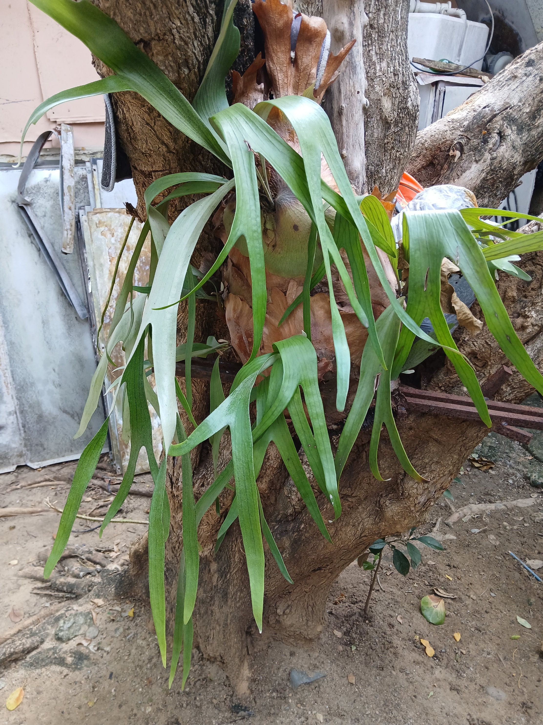 herramientas, jardines y exterior - planta cuerno de alce o venado  1