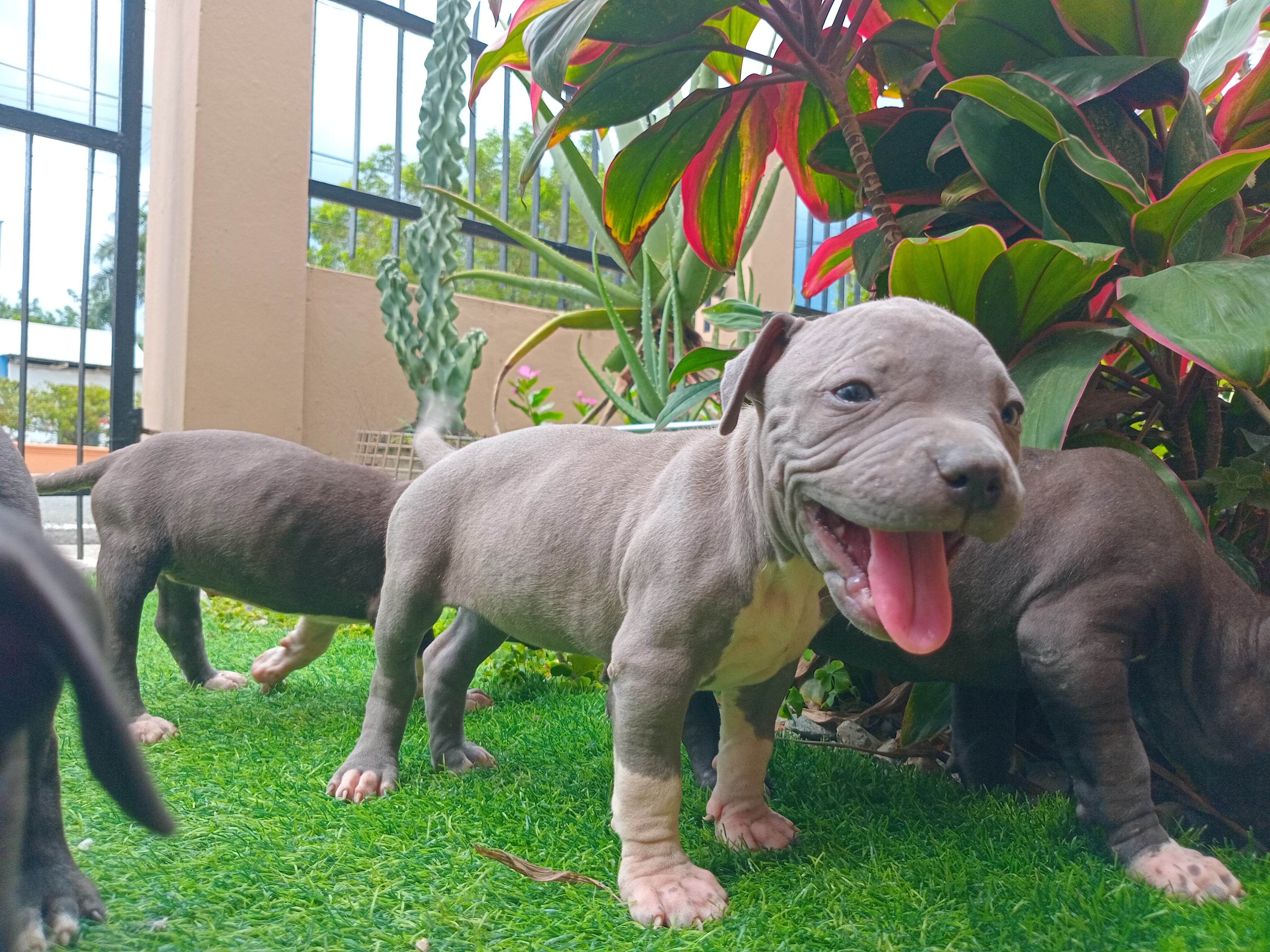 animales y mascotas - Venta de Cachorros Pitbull 9