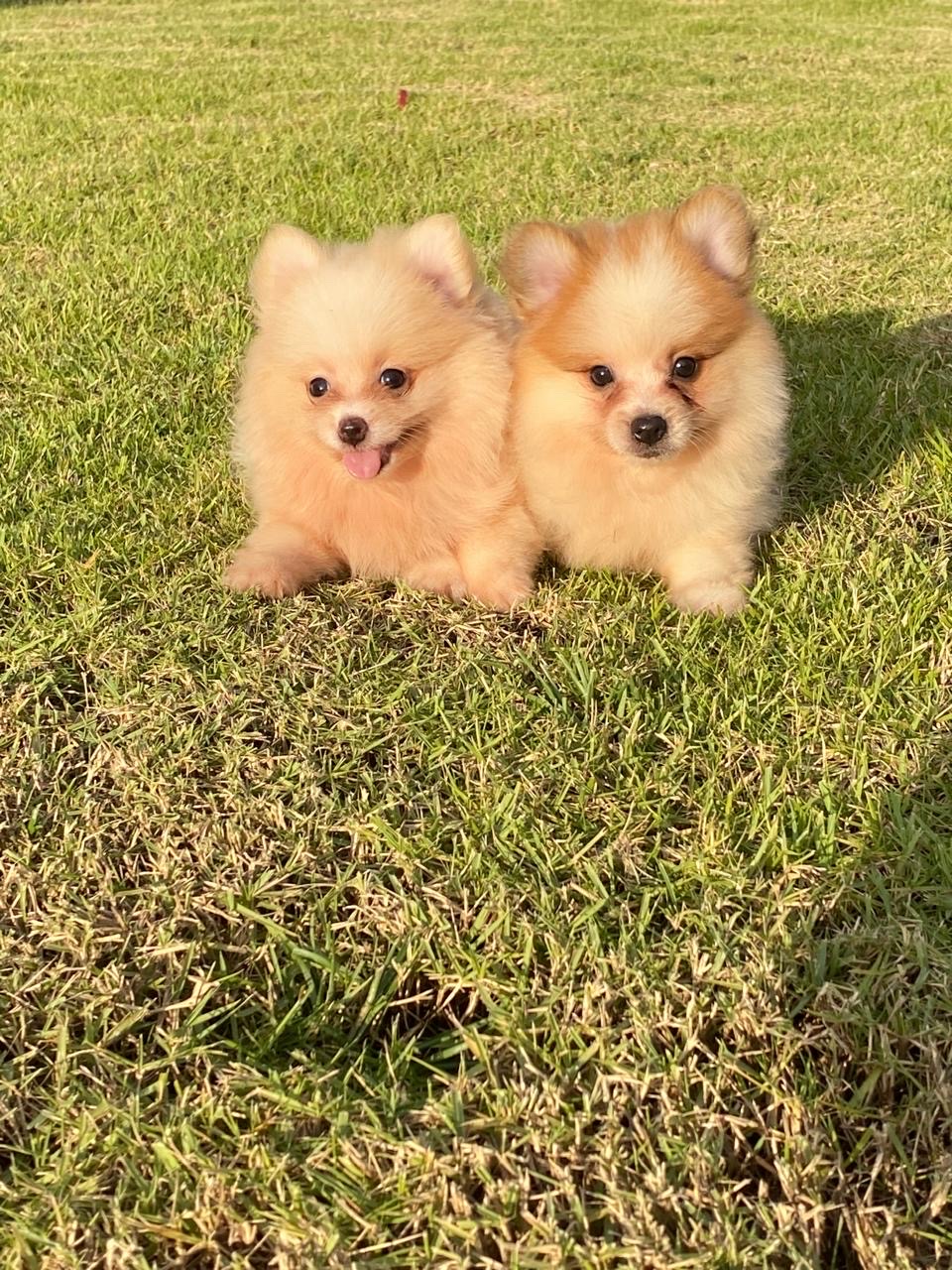 animales y mascotas - Pomerania  0