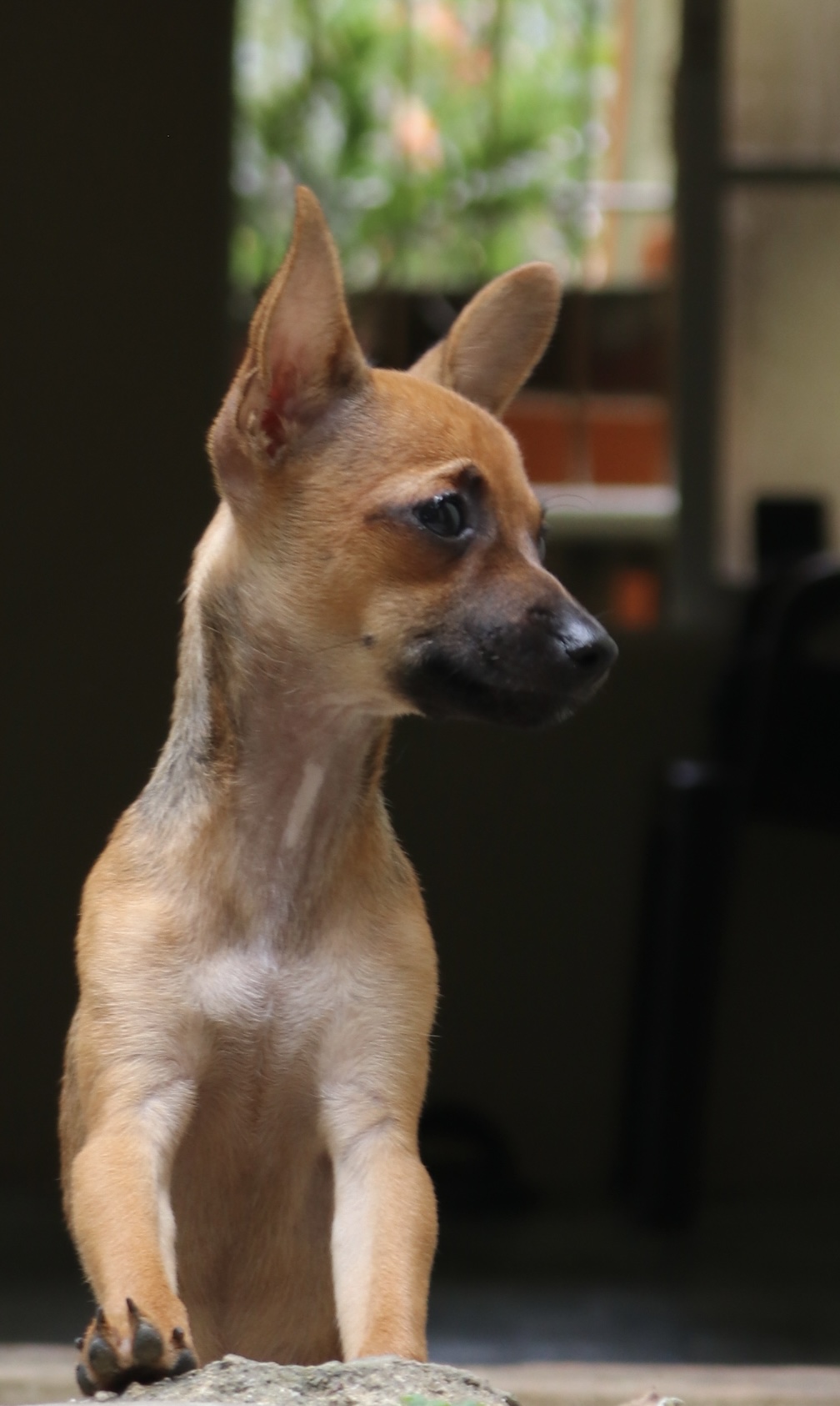 animales y mascotas - Chihuahua hembra en afopcion 3