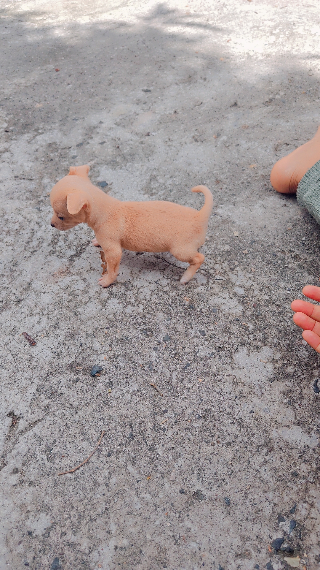 animales y mascotas - Chihuahua #2 recién nacido  2