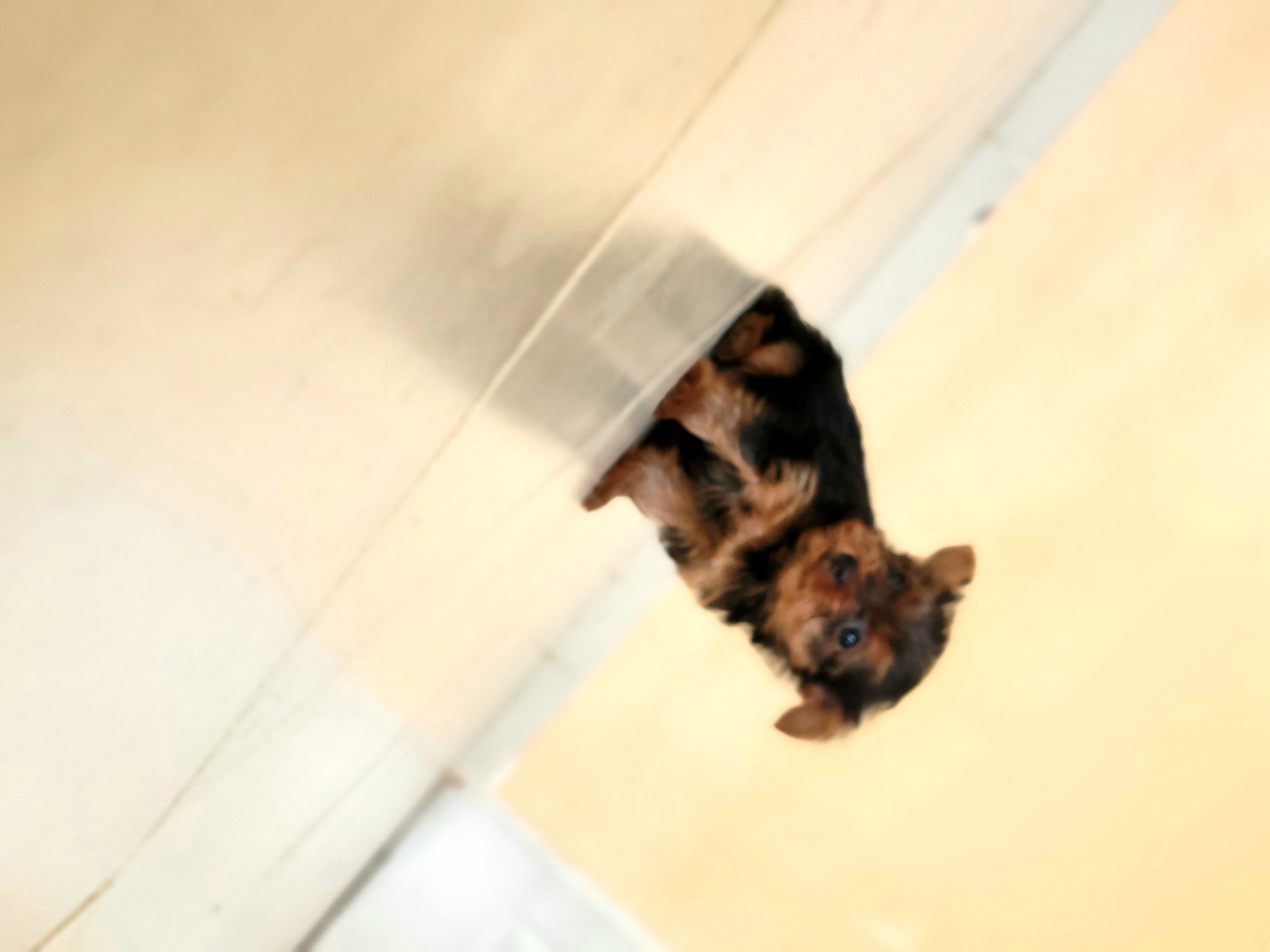 animales y mascotas - yorkie hembra  1