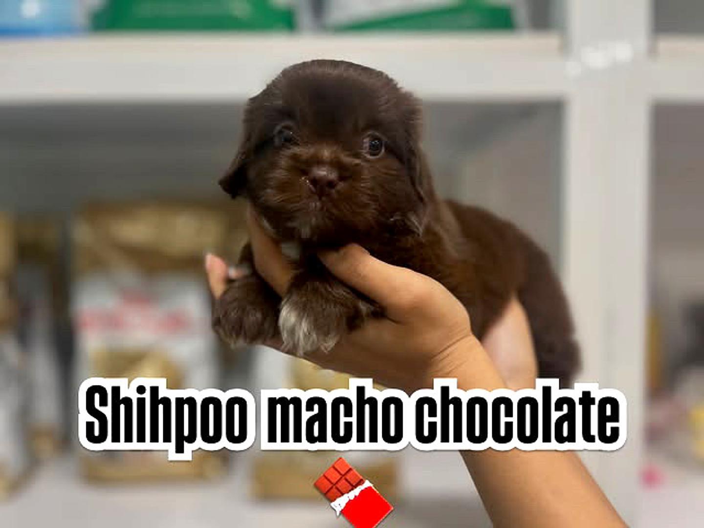 animales y mascotas - shihpoo chocolate 0