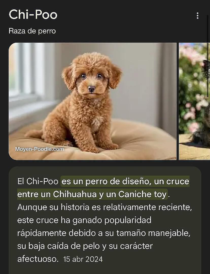 animales y mascotas - Cachorros Chipoo en Venta – 5 Disponibles, ¡Listos para Reservar!  7