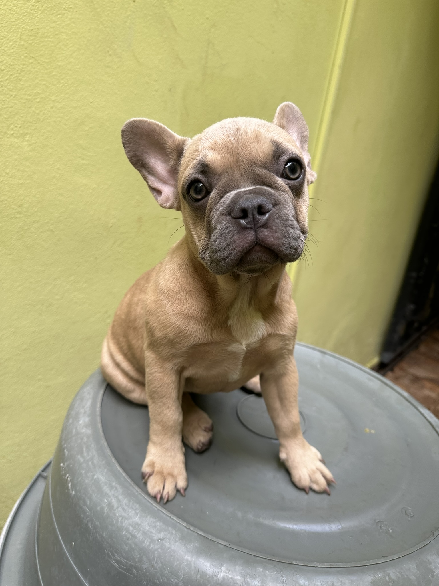 animales y mascotas - Oferta Bulldog frances  0