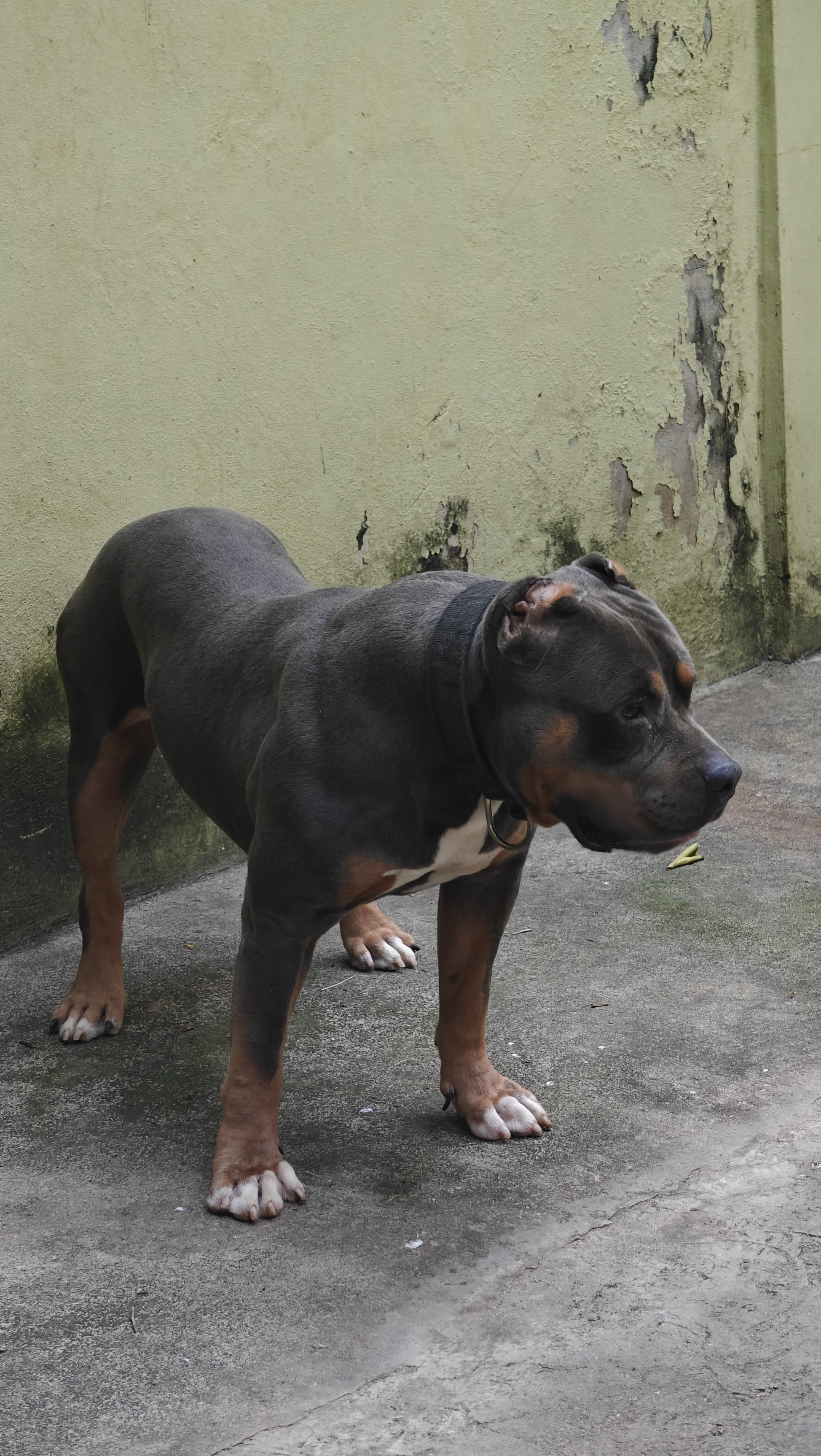 animales y mascotas - PARA MONTA TRICOLOR 5