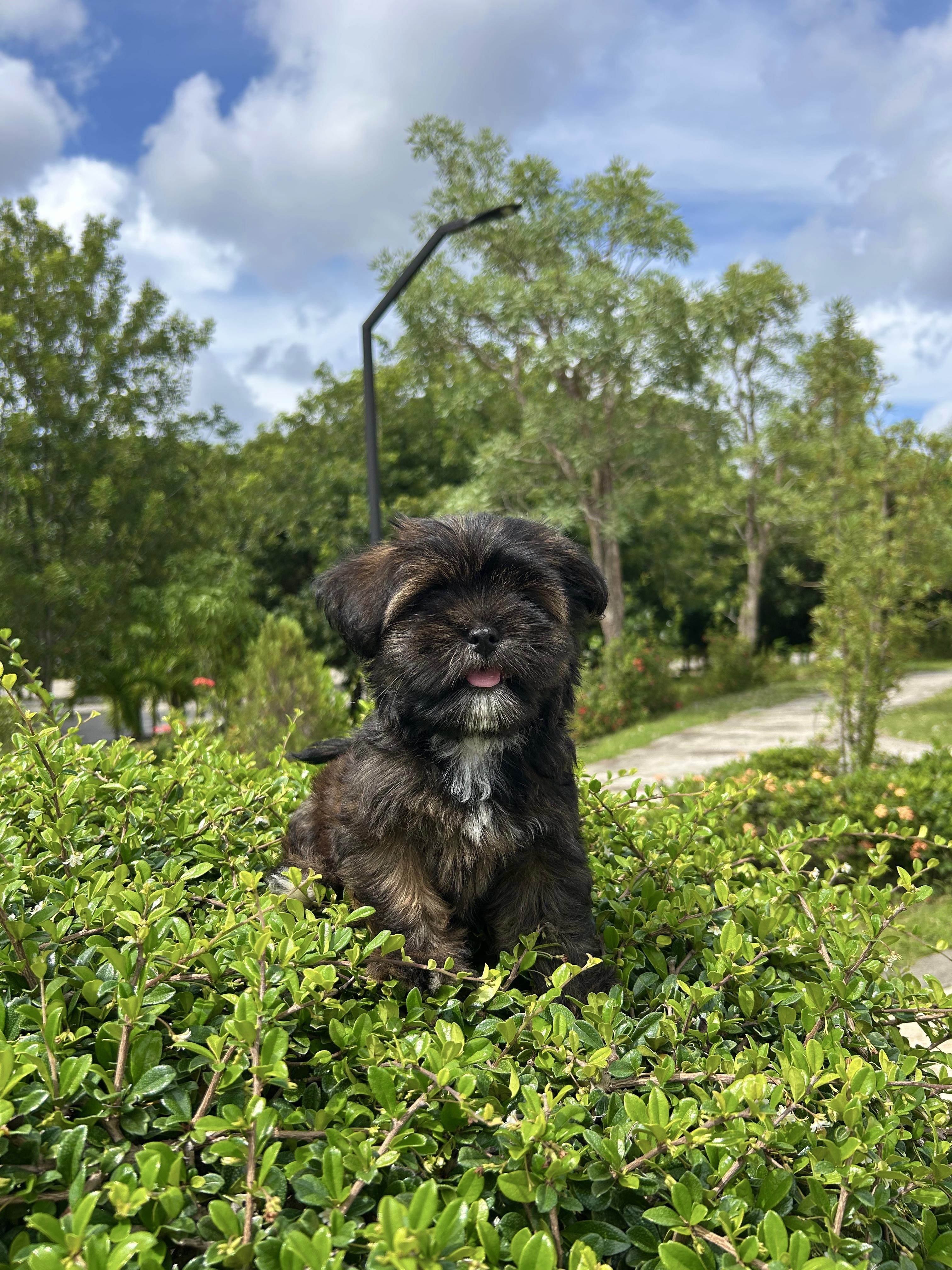 animales y mascotas - Shipoo ambos sexos  2