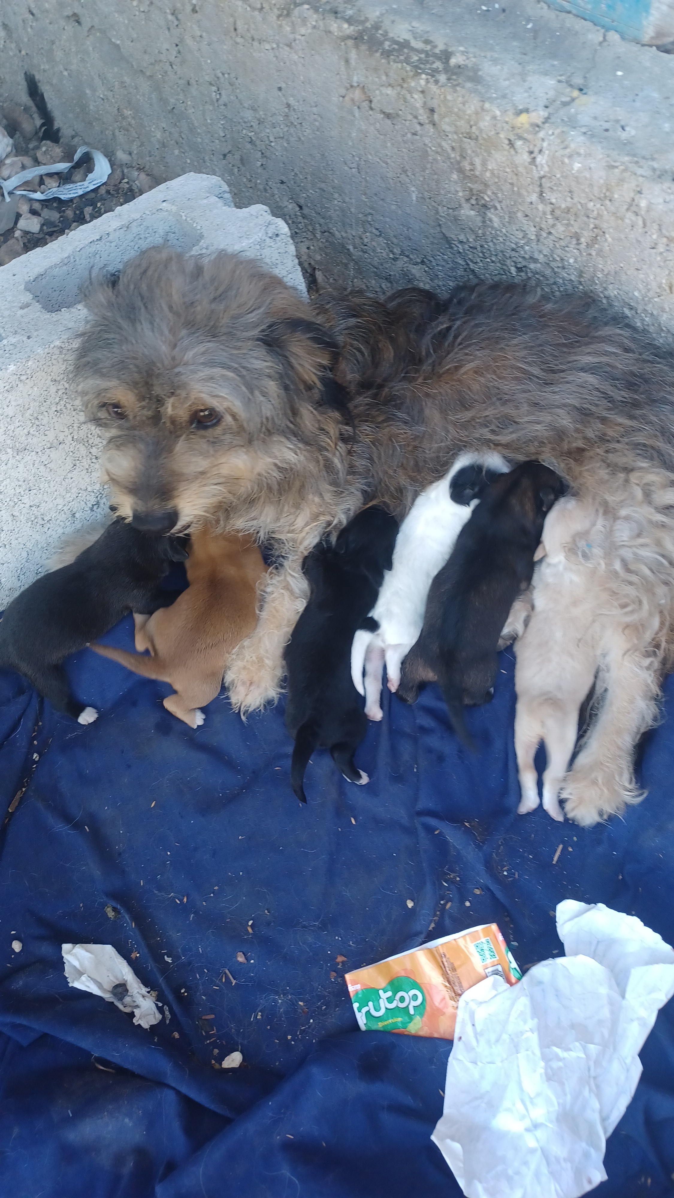 animales y mascotas - En venta  0