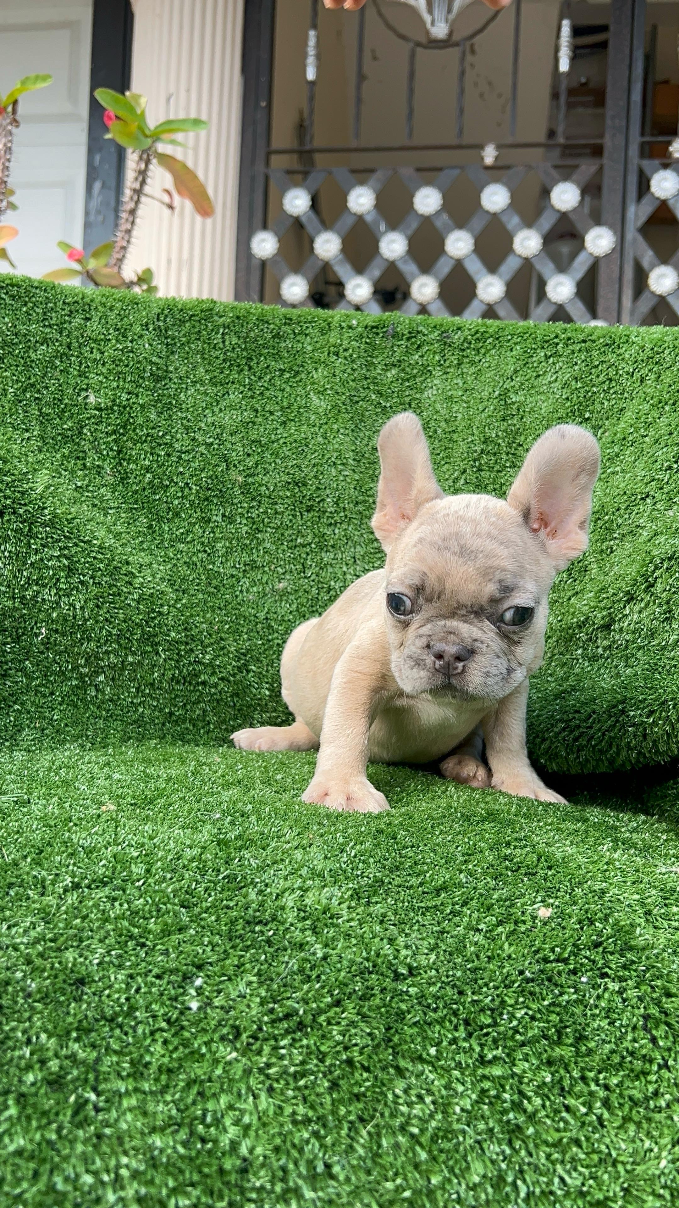 animales y mascotas - Bulldog francés 