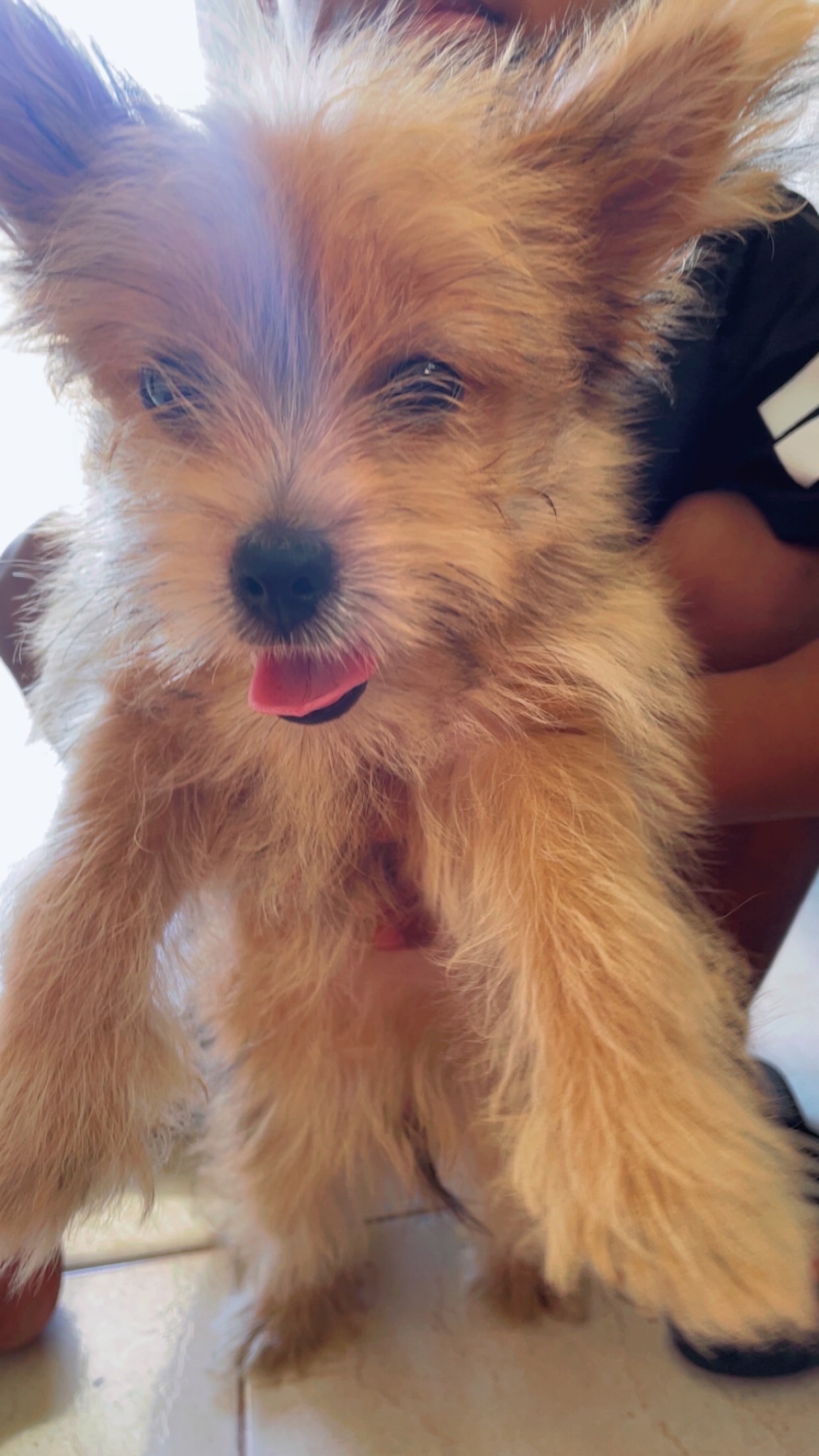 animales y mascotas - Pomerania 3 meses 2
