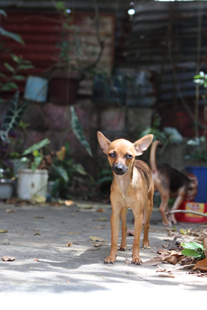 animales y mascotas - Chihuahua hembra en afopcion 7