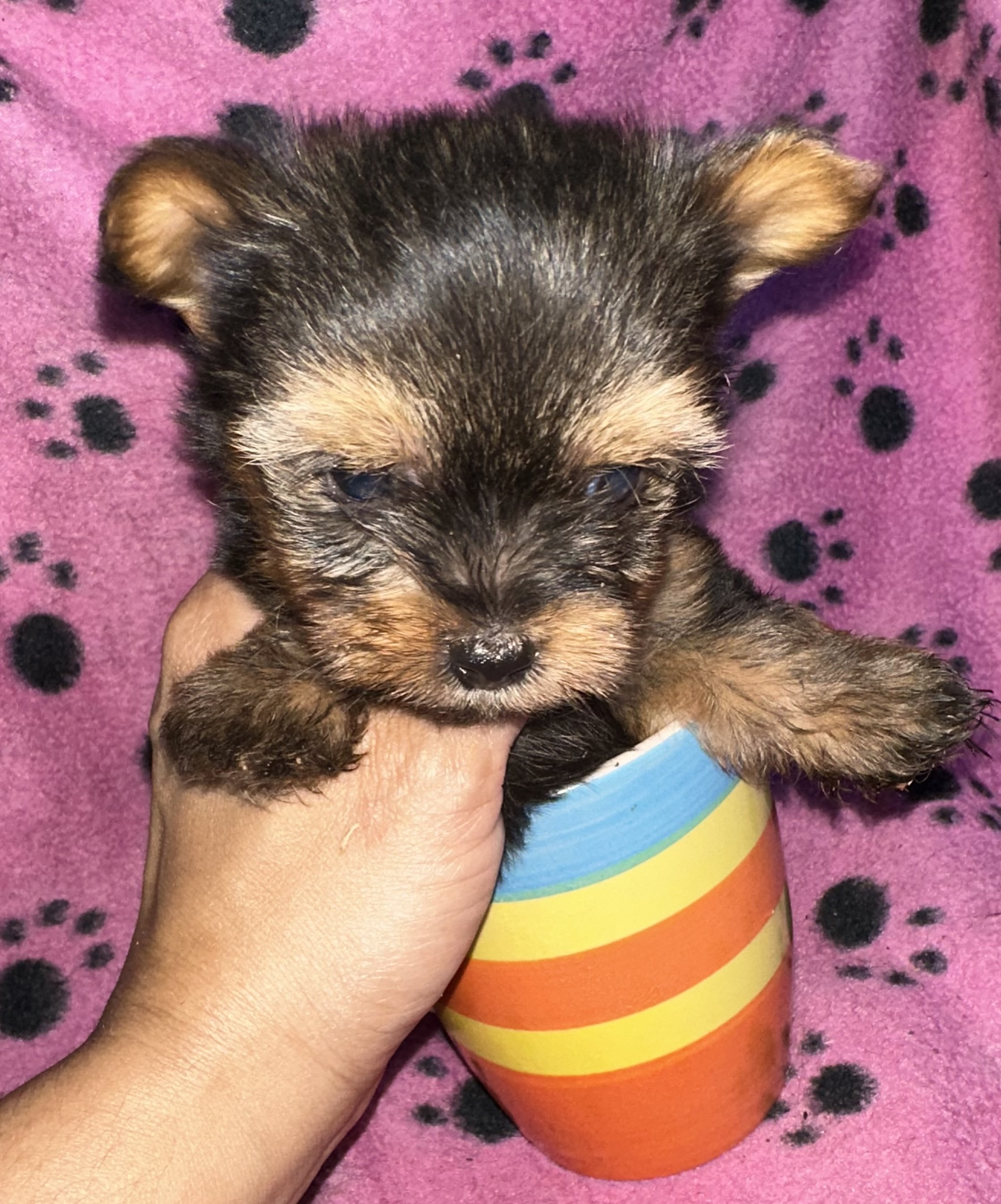 animales y mascotas - Yorkipoo negociables hago envio 0