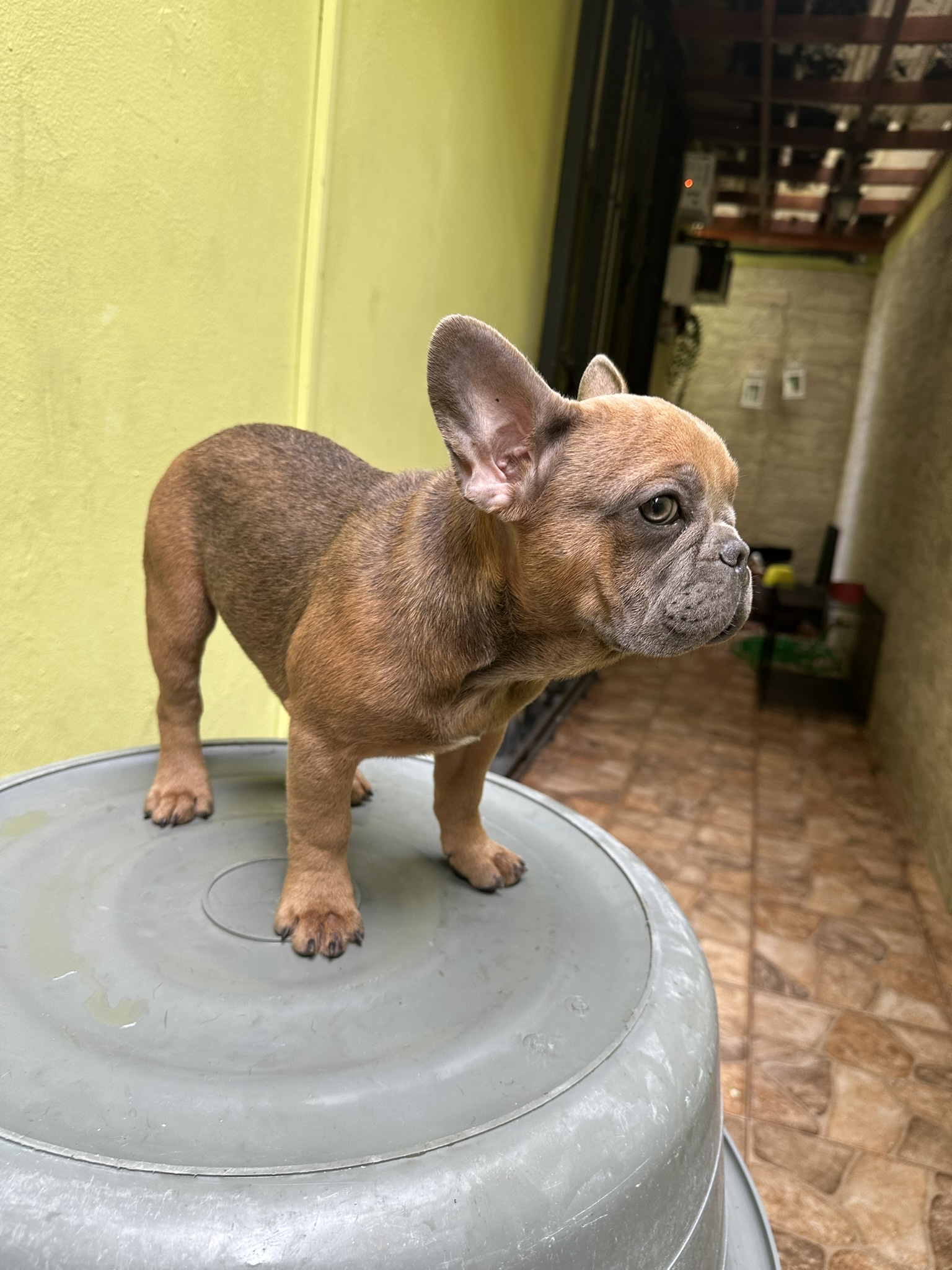 animales y mascotas - Oferta Bulldog frances  3