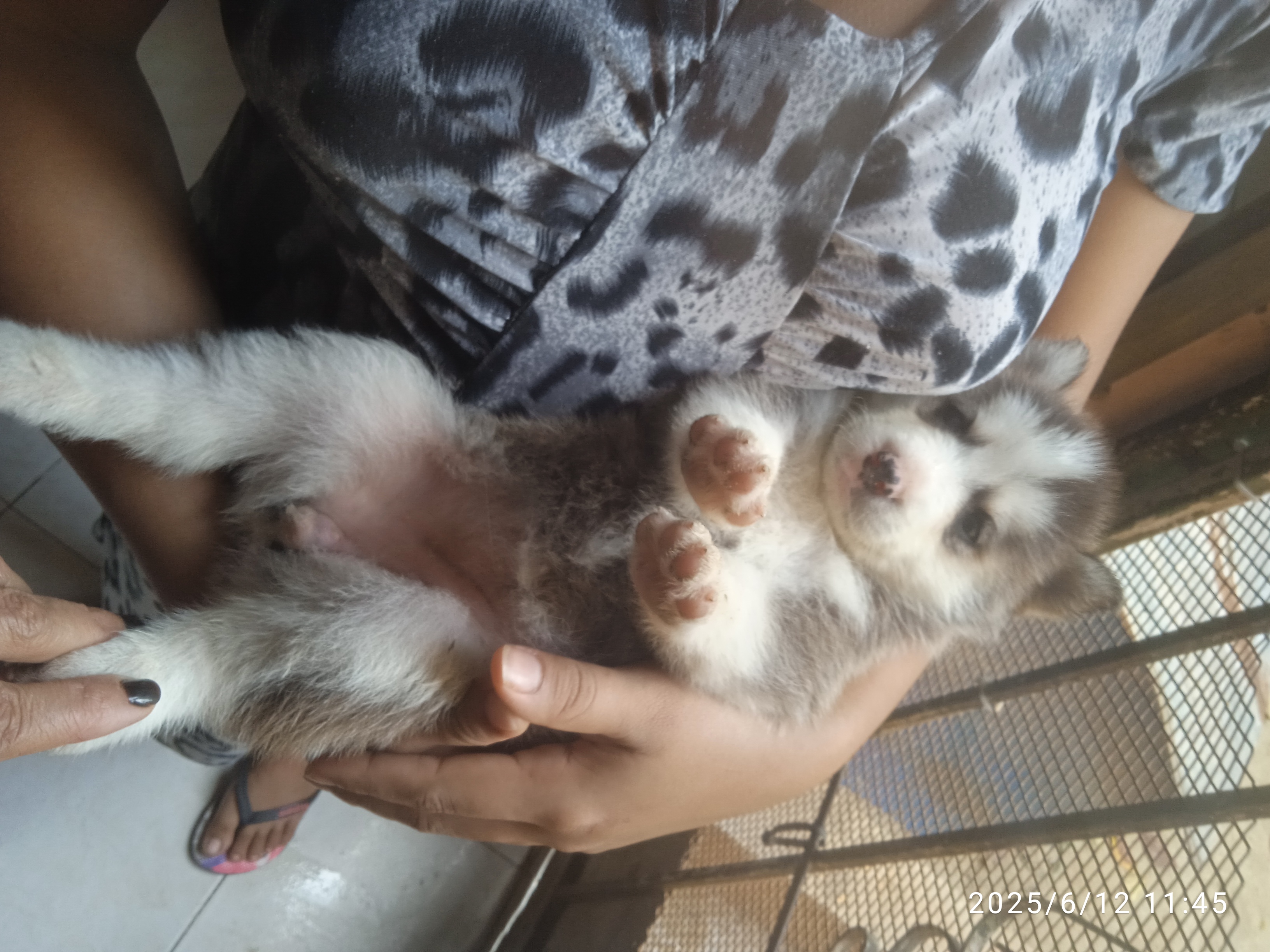 animales y mascotas - Cachorro Husky siberiano  2