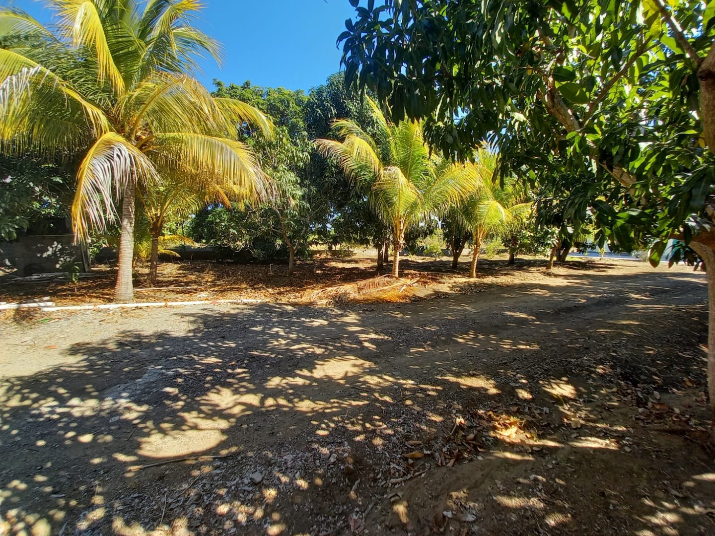 casas vacacionales y villas - Finca 10 tareas en Matanzas, Baní  3