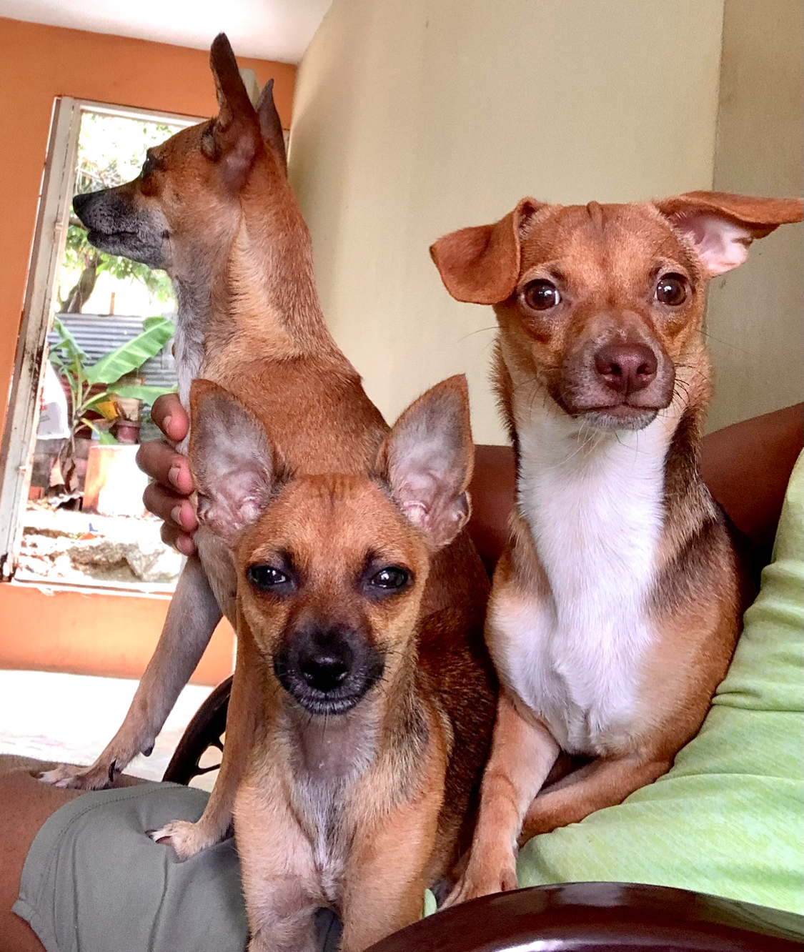 animales y mascotas - Chihuahua hembra en afopcion 4