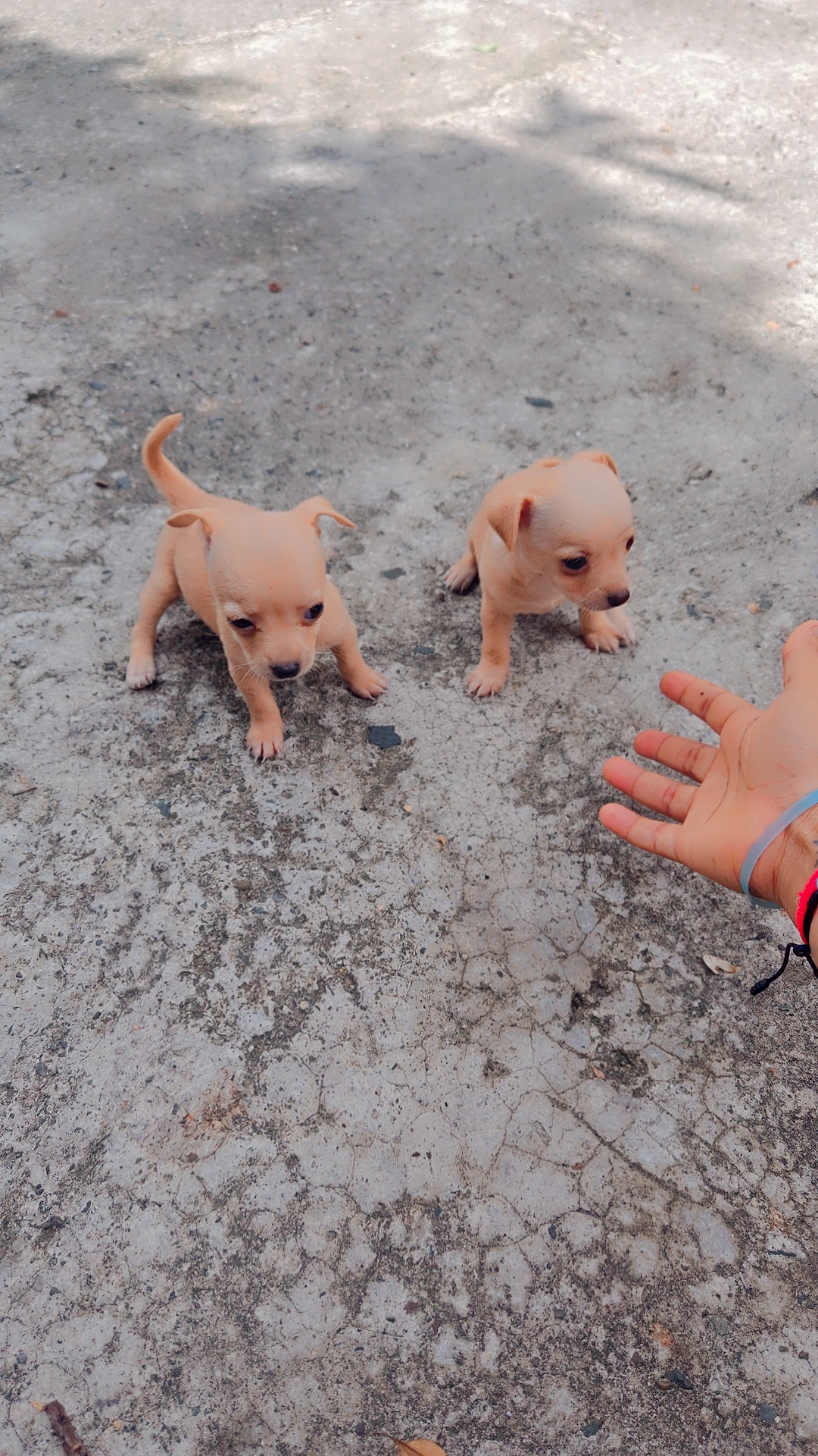 animales y mascotas - Chihuahua #2 recién nacido  3
