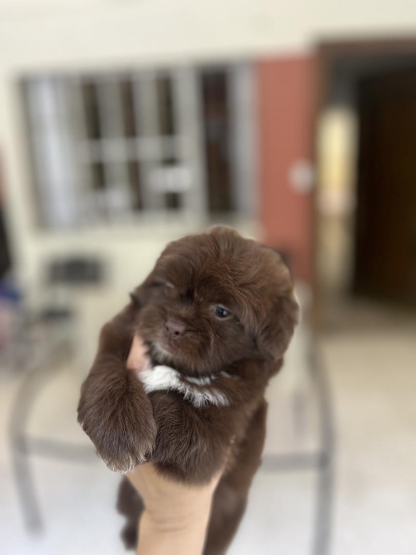 animales y mascotas - shihpoo chocolate 1